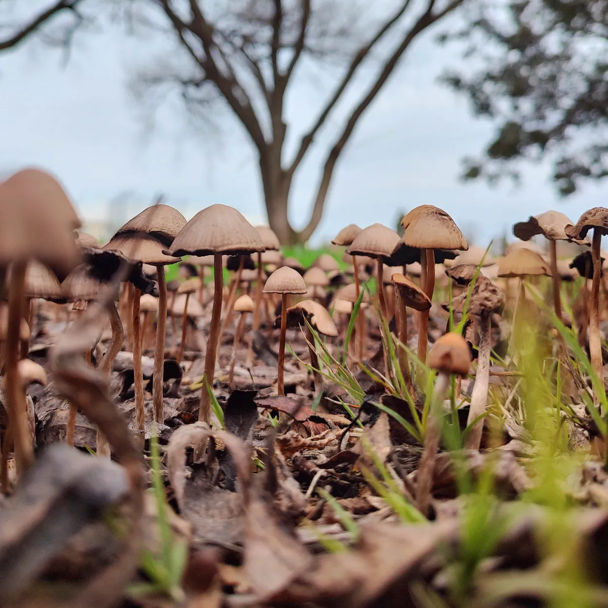 Mushroom Kingdom