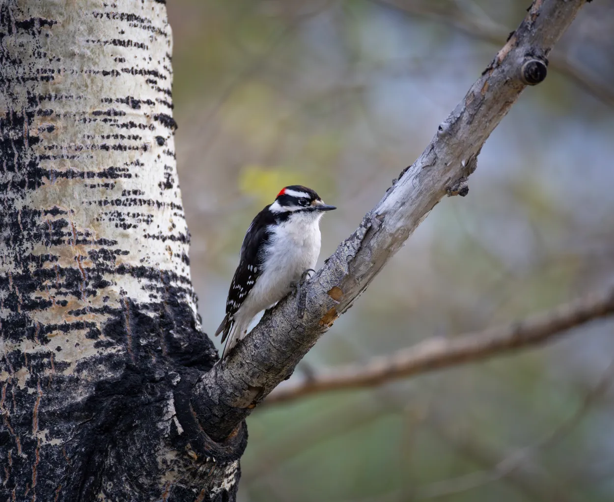 Downy Woodpecker