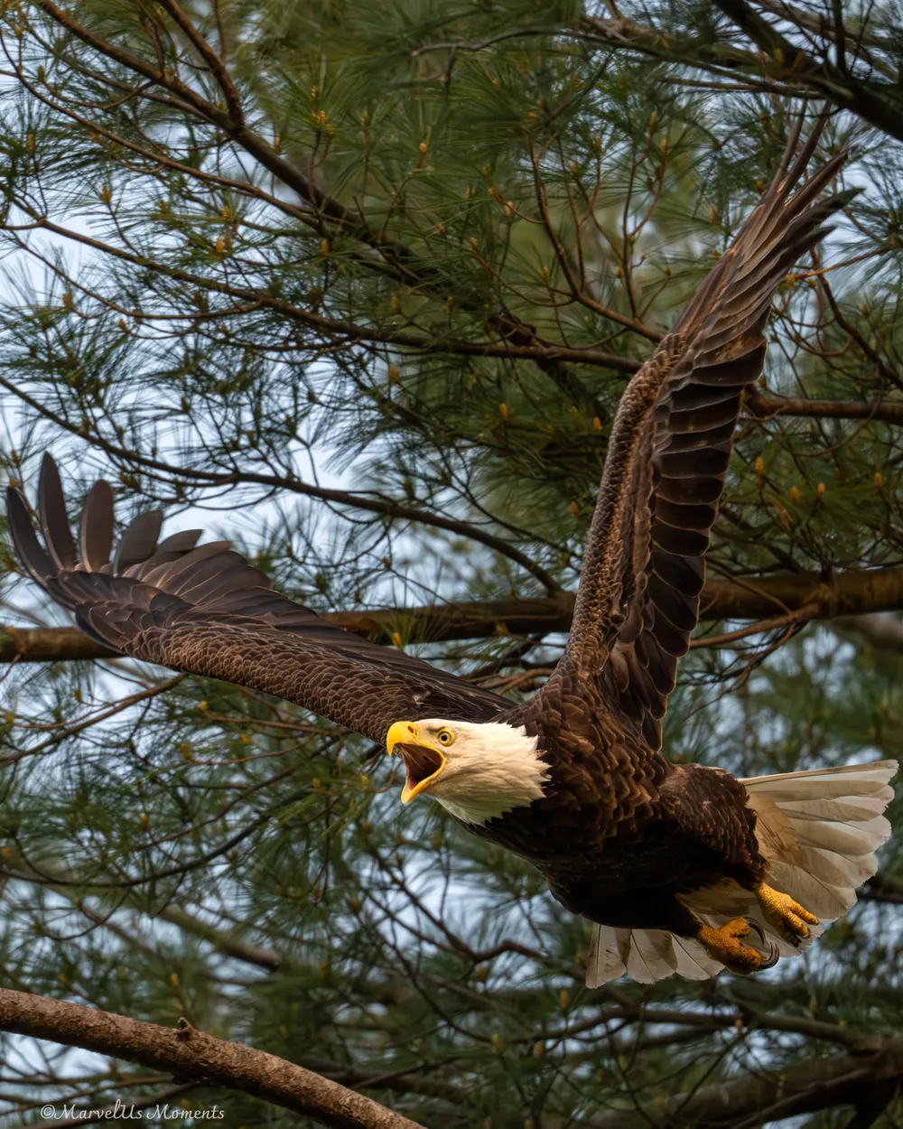 Entry 28717012