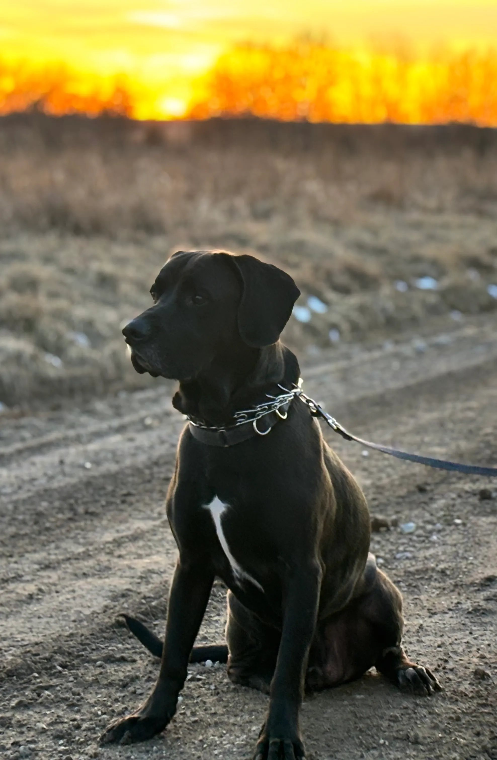 Sunset pups