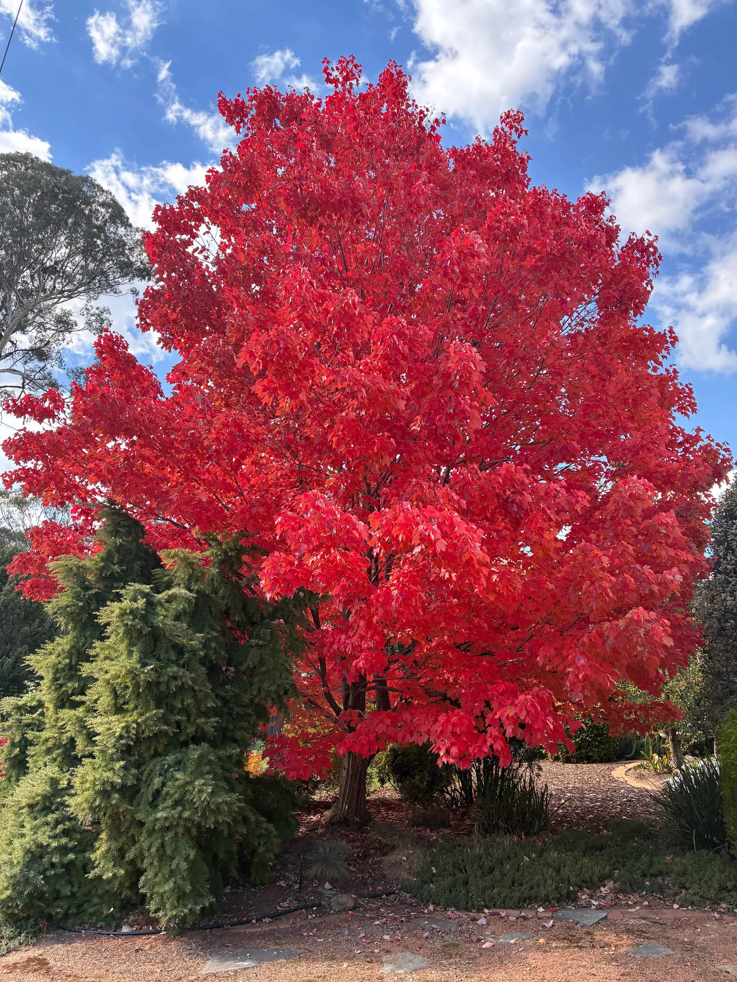 Autumn in Canberra
