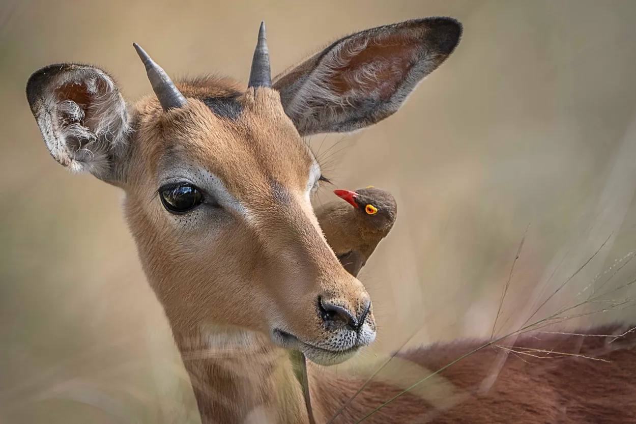 A word in your ear