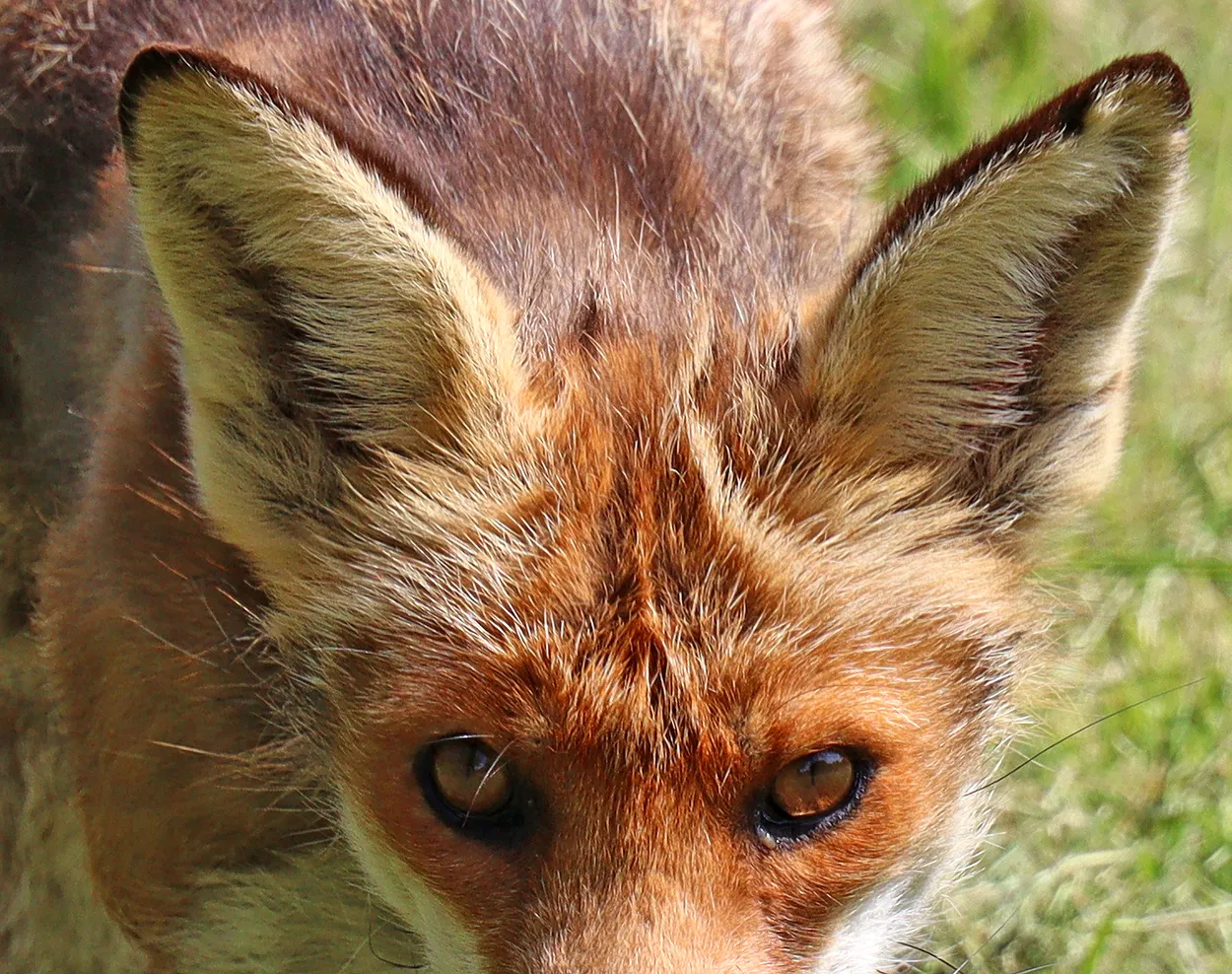 Foxy Ears