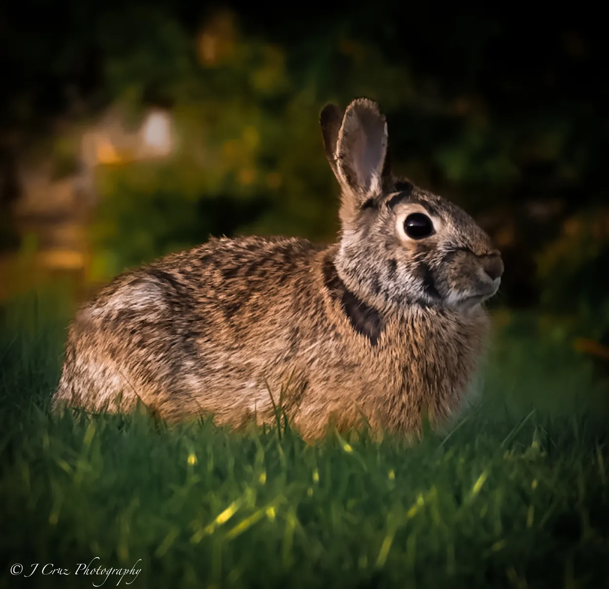 Rabbit