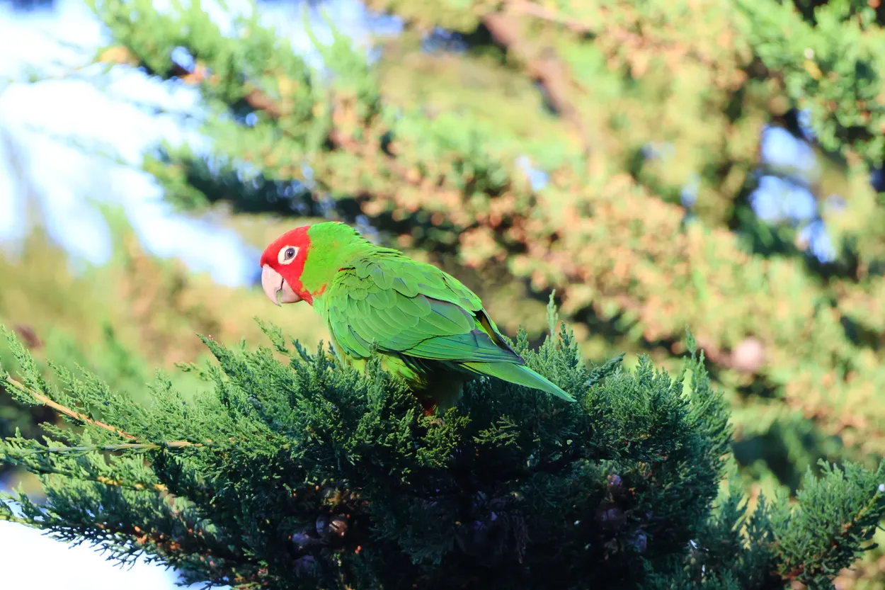 "Check Out My Feathers"