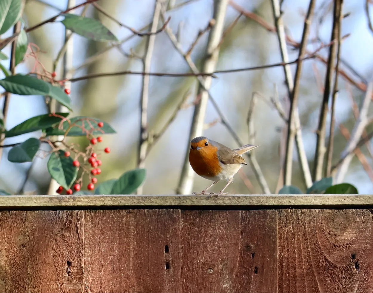 Robin On The Fence