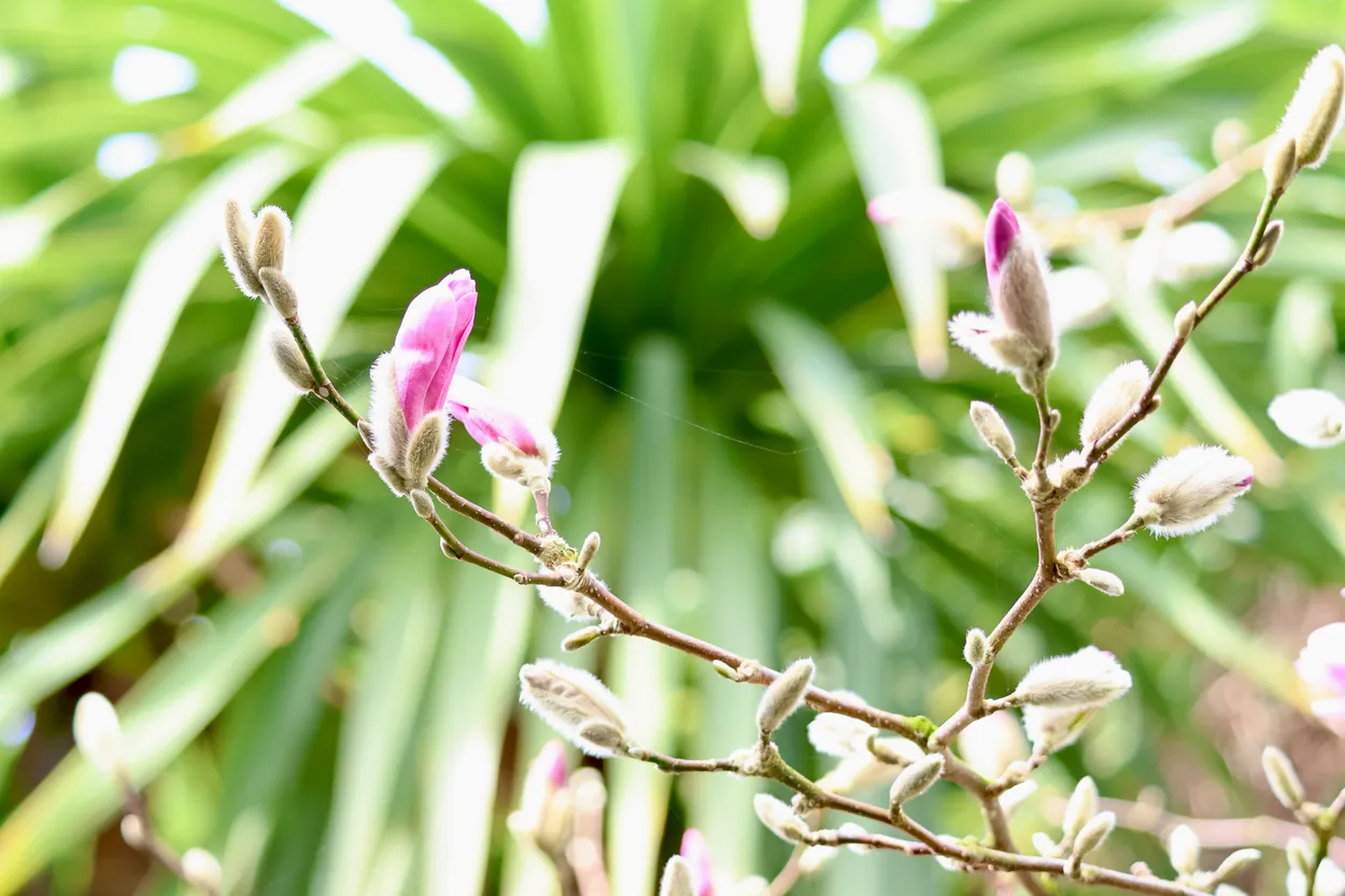 Magnolia Buds