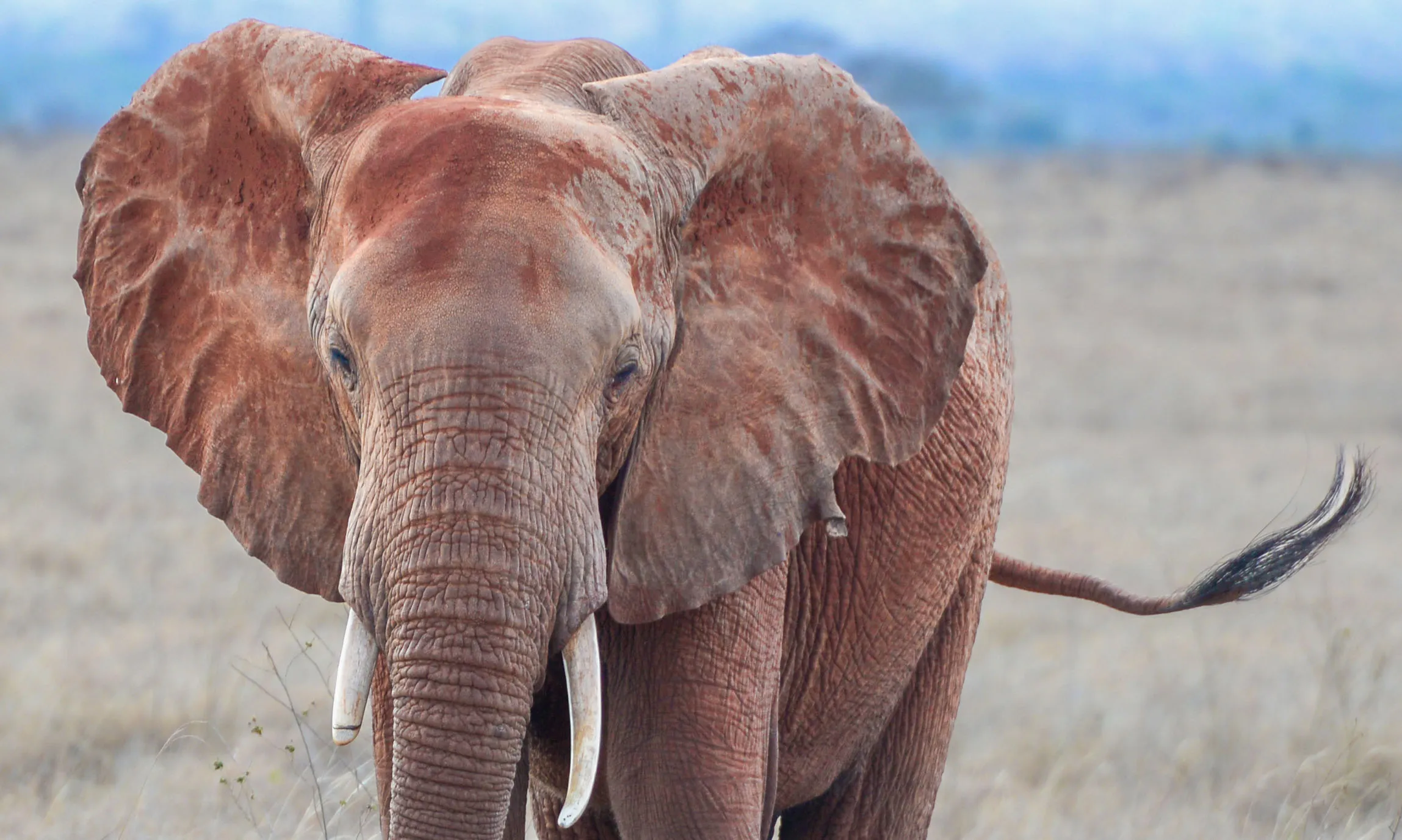 Elephant's ears