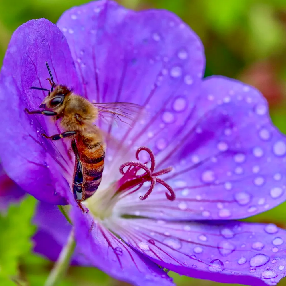 Natures tiny artist at work