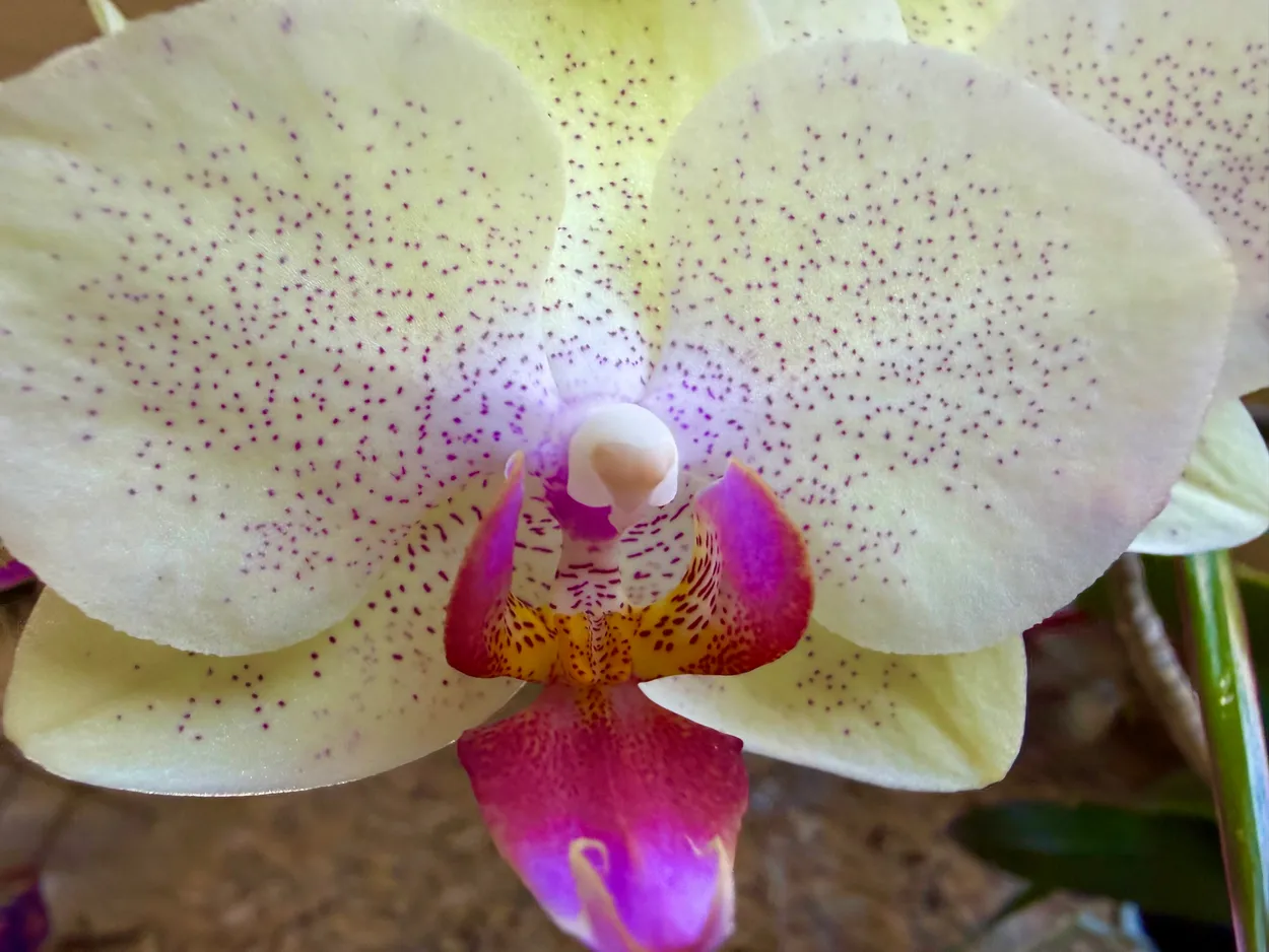 Orchid in Spring