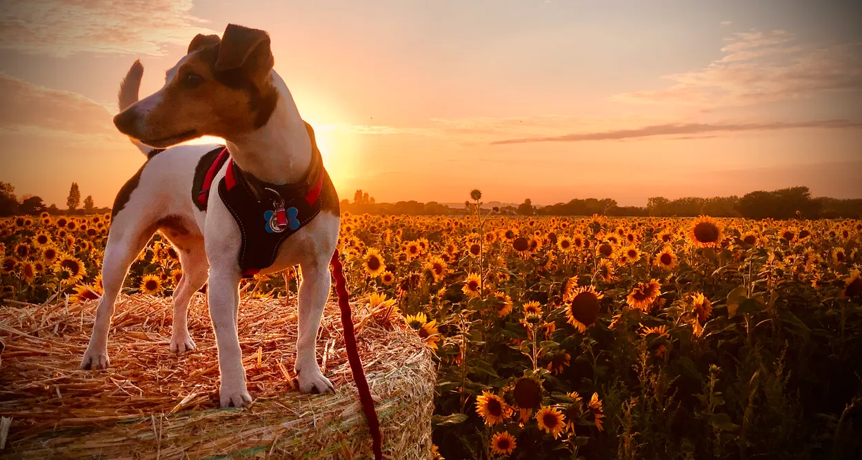 Entry 28559934