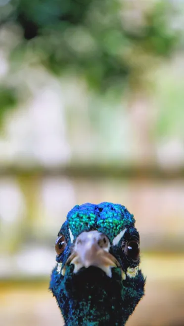 Pop-up Peacock!