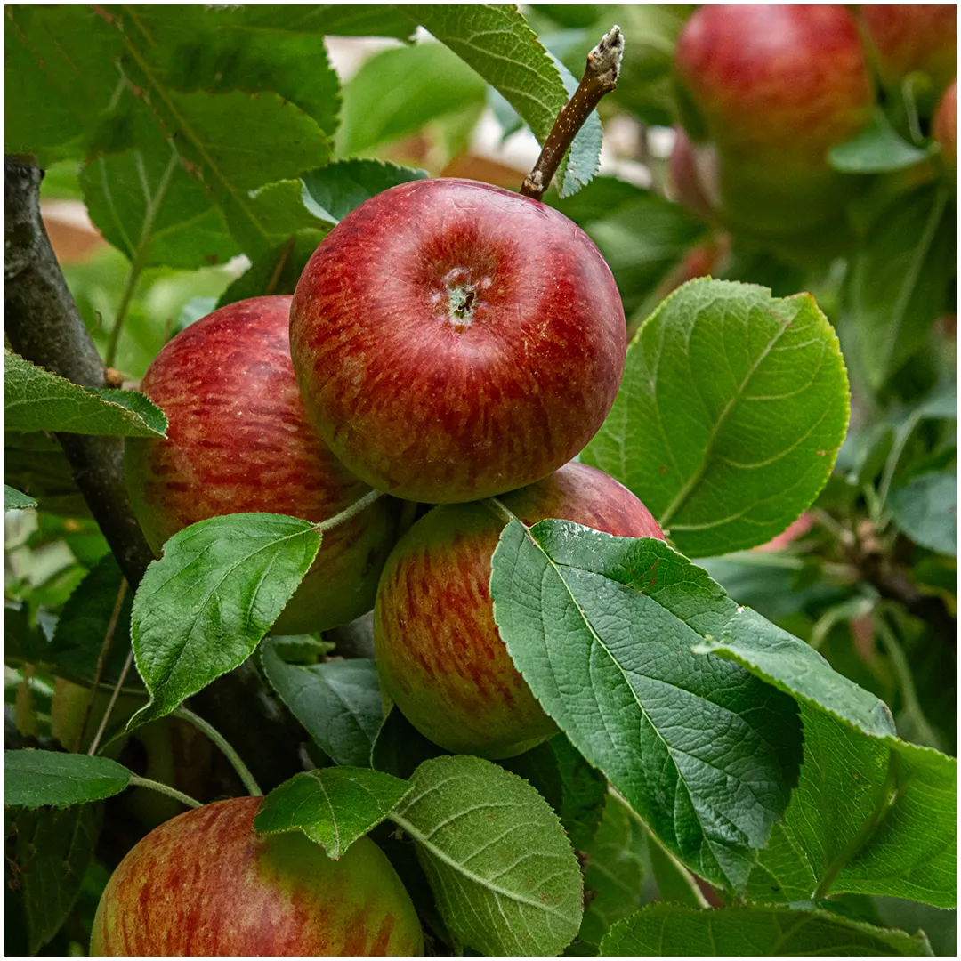 Apples