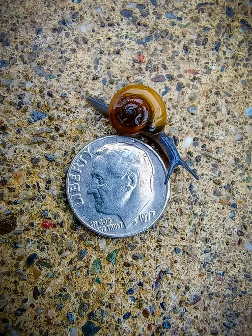 Baby Snail Meets FDR