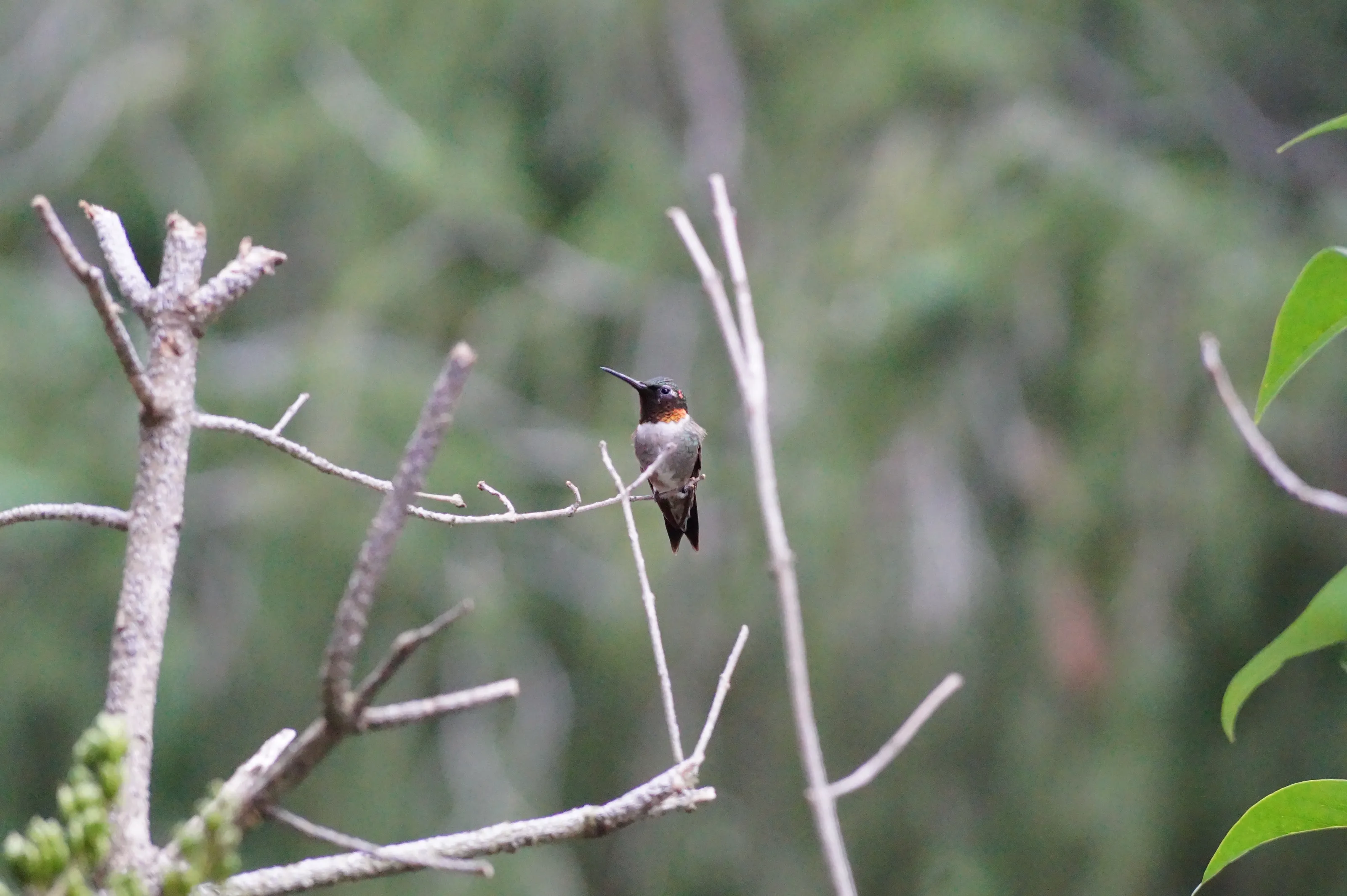 The Majestic Hummingbird