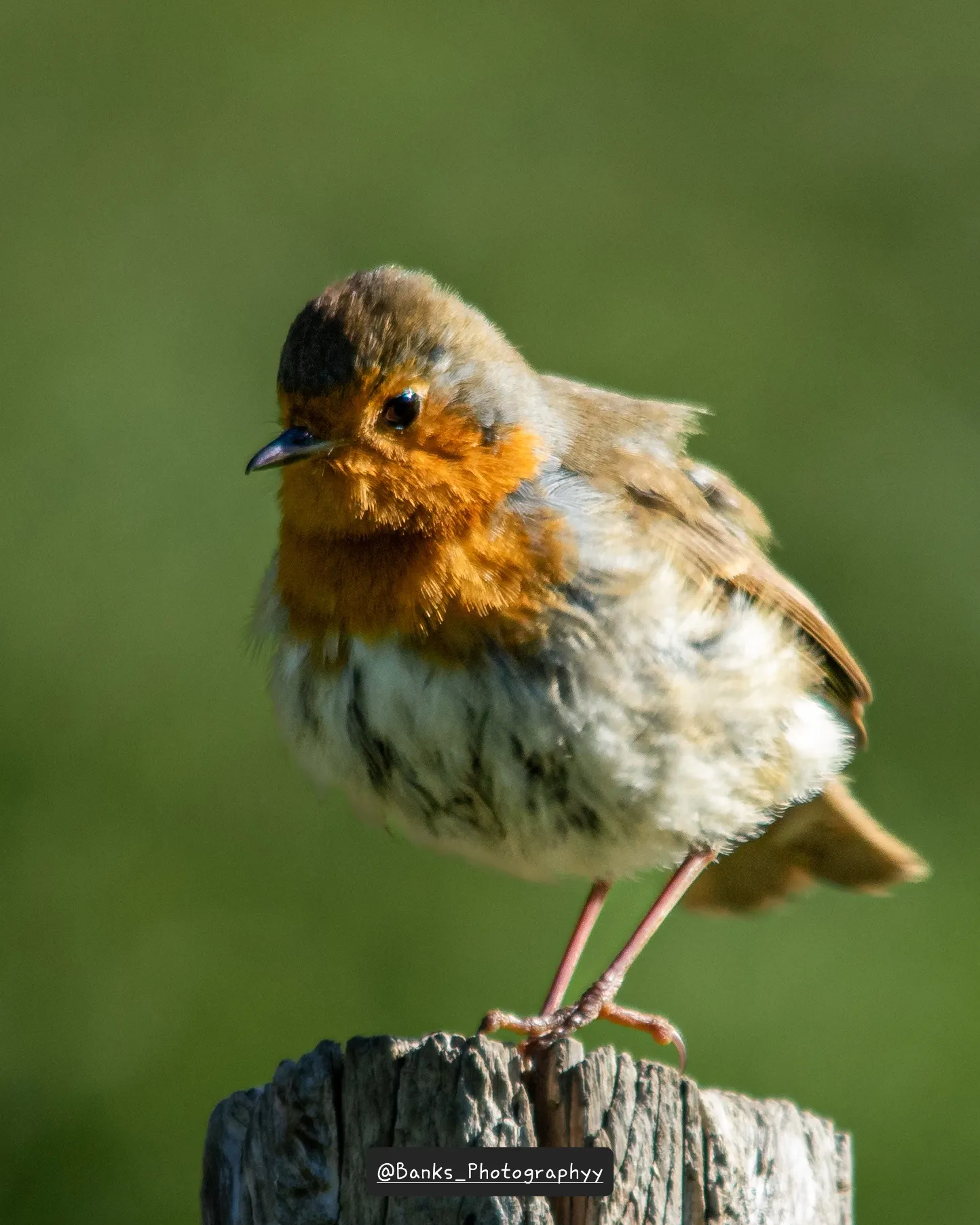 All fluffed up and ready for the day