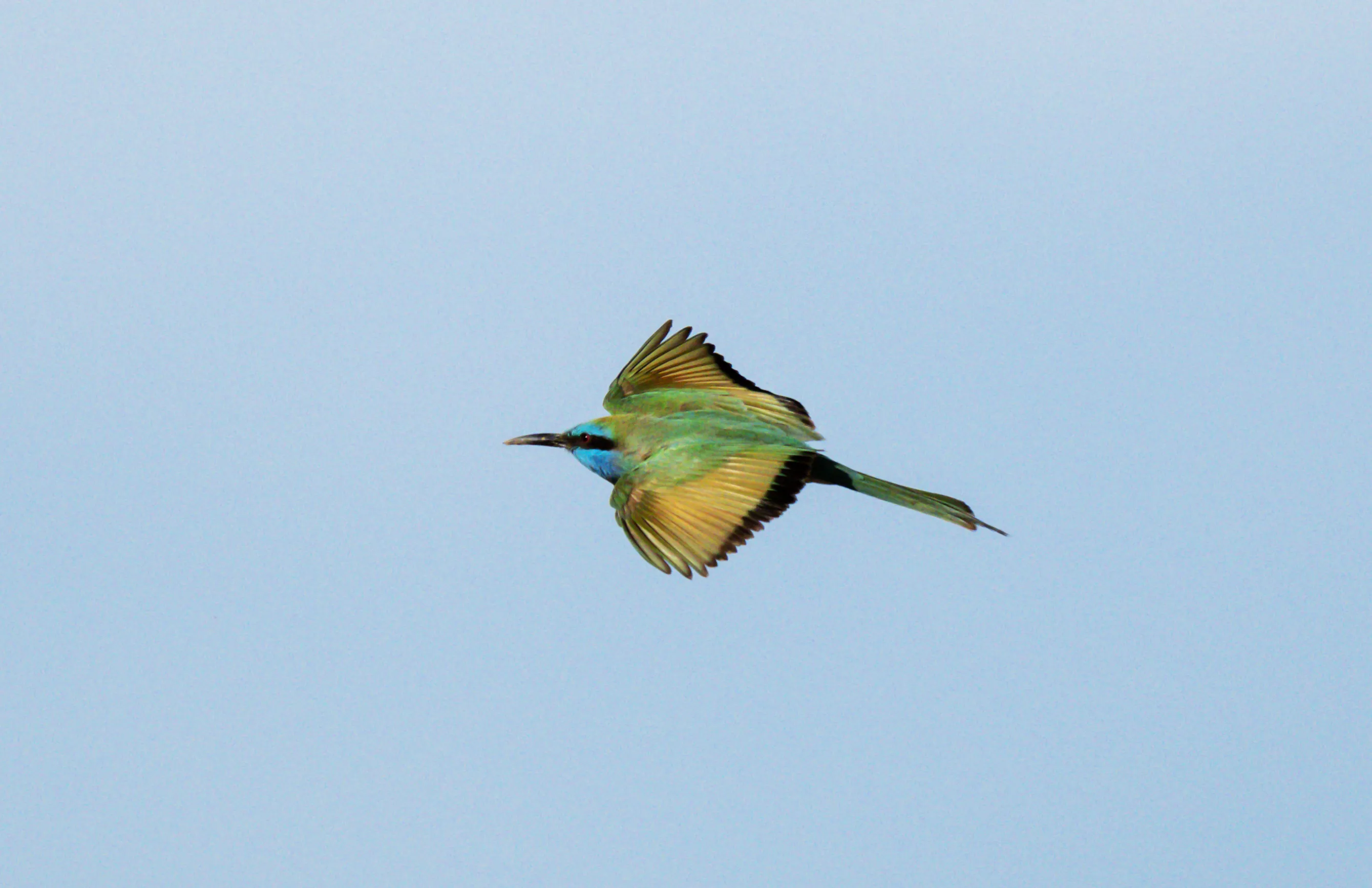 Small Birds in Flight
