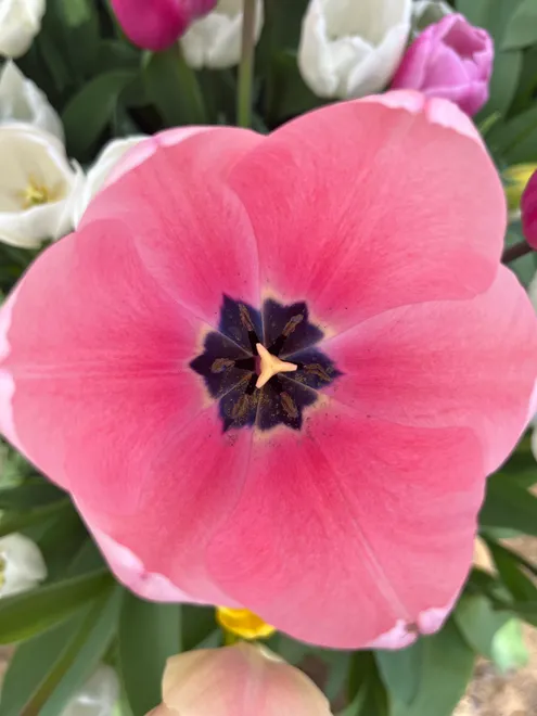Pink flower 🌸