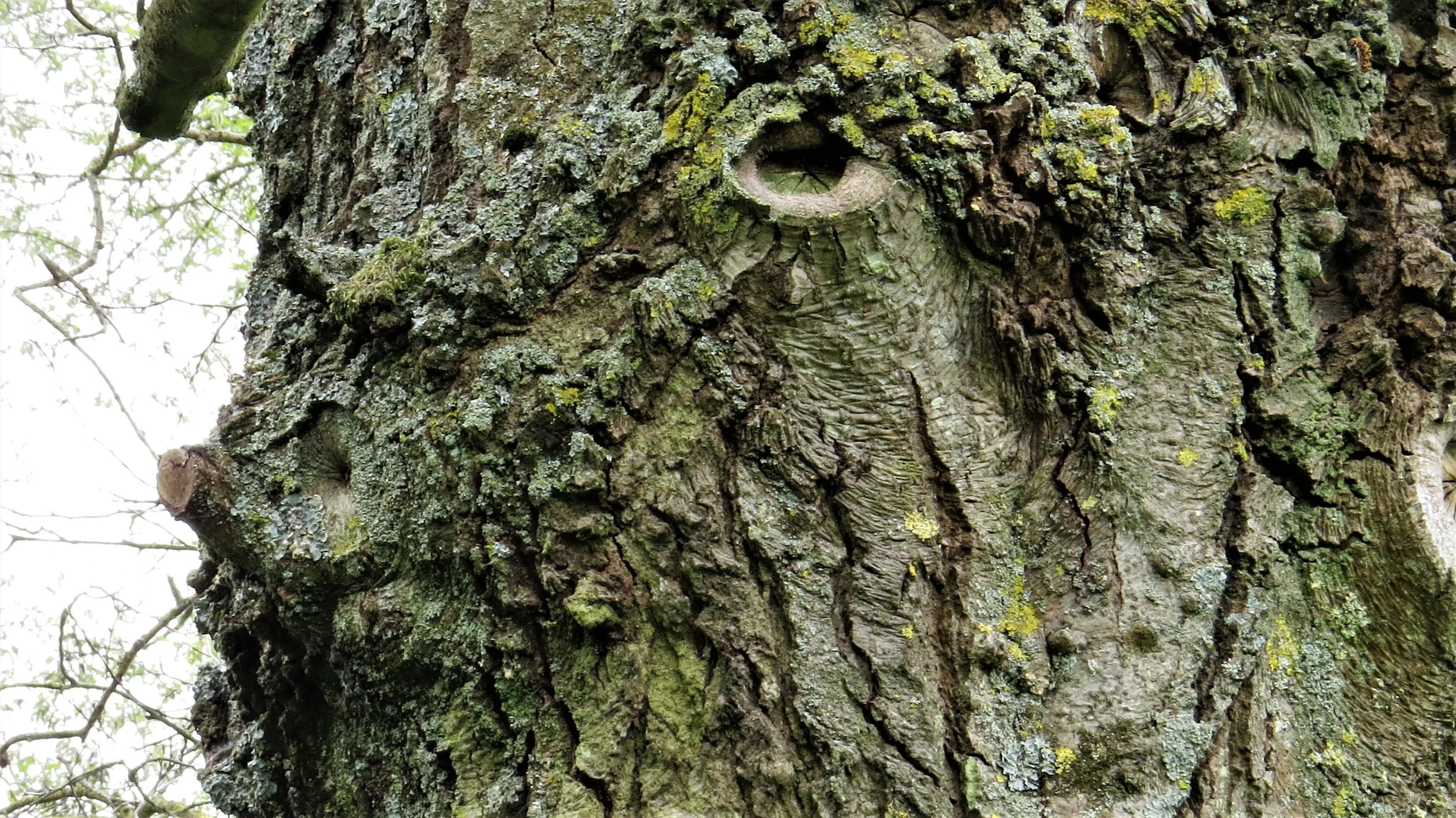 Tree Bark (in colour)