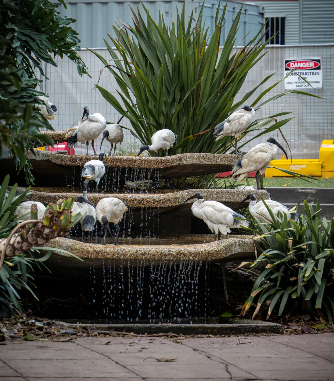 Ibis at Water Feature