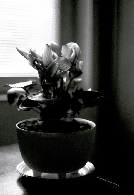 Emerging from Shadow