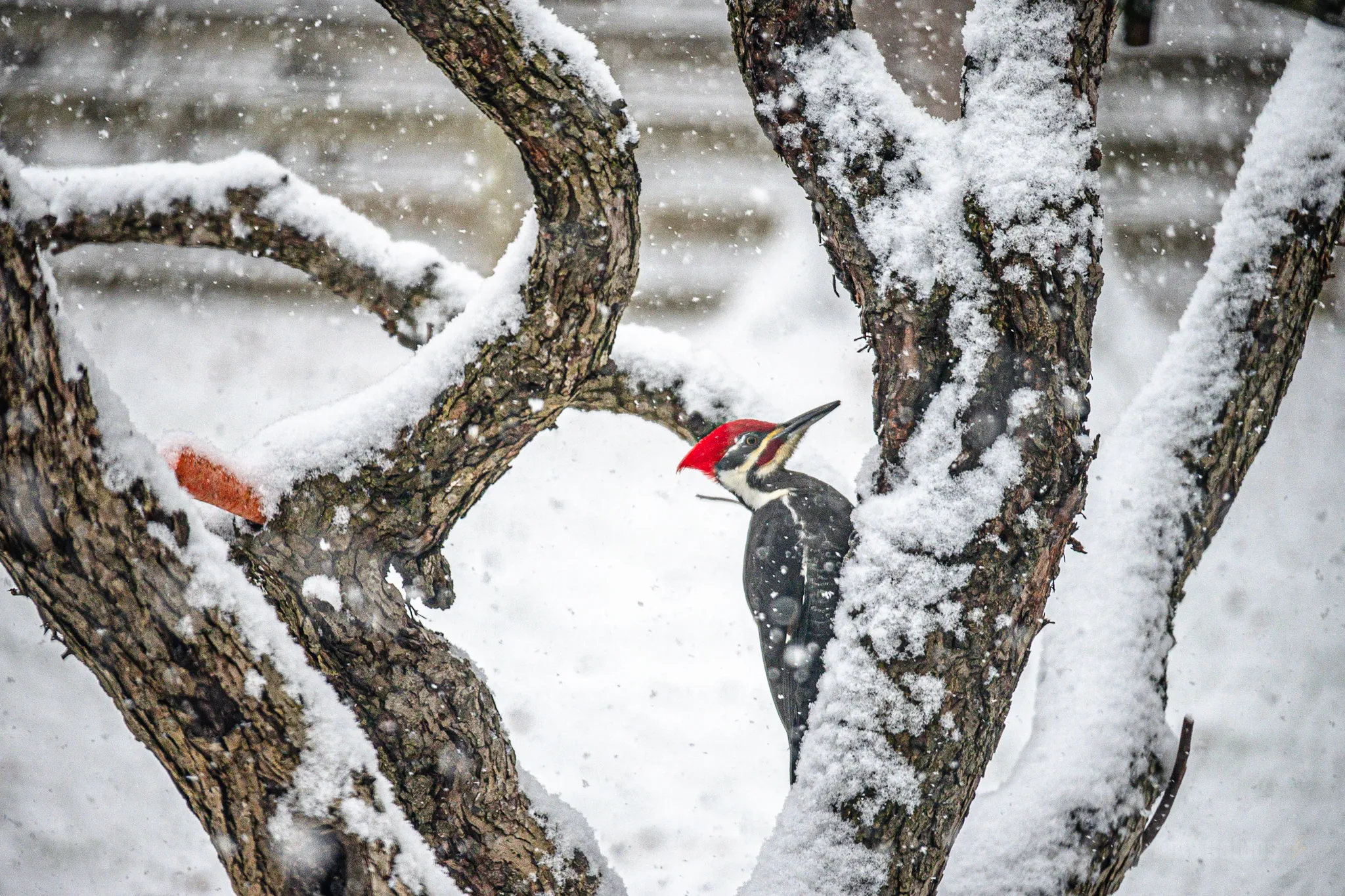 Red Crest in Snowfall