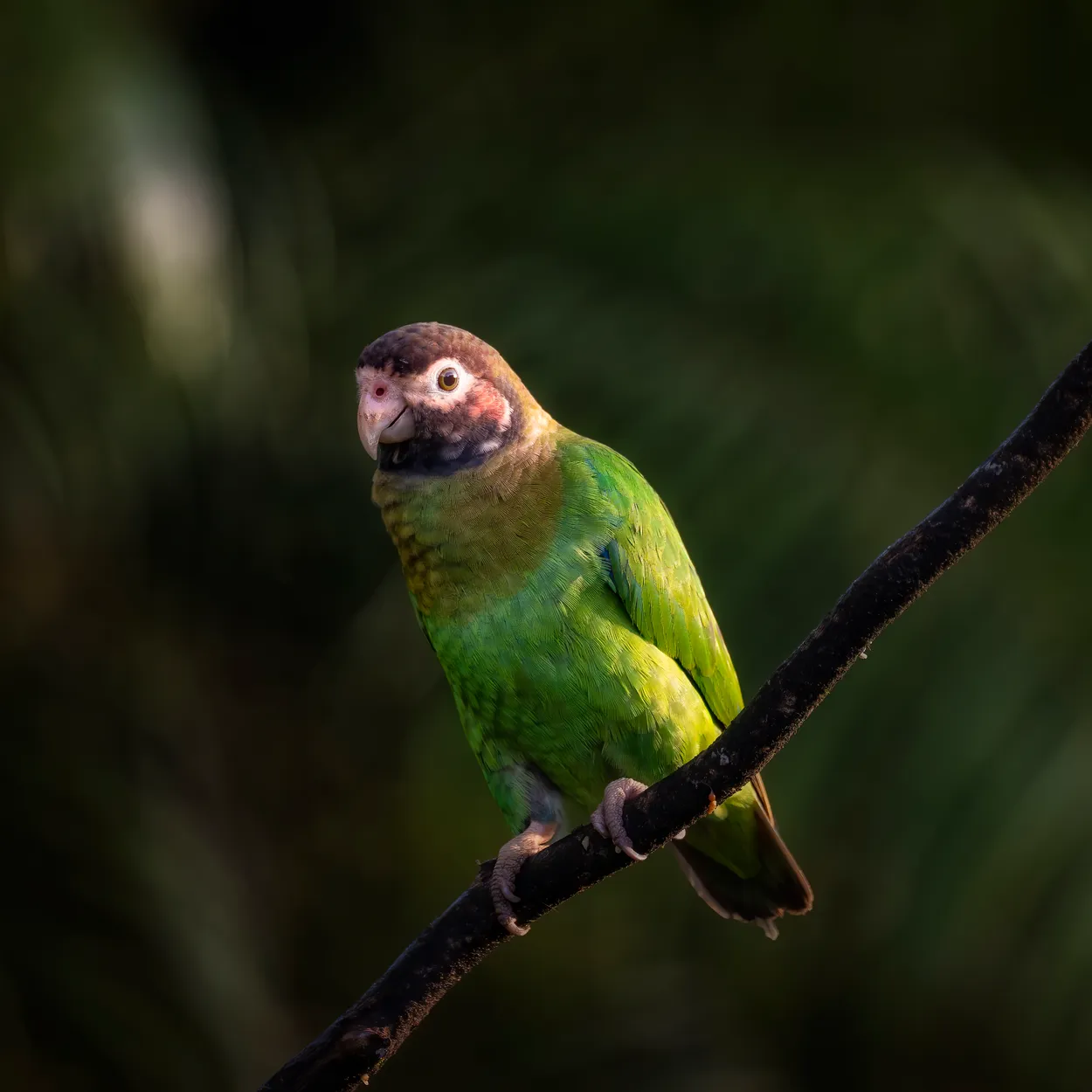 Grey cheeked parrot