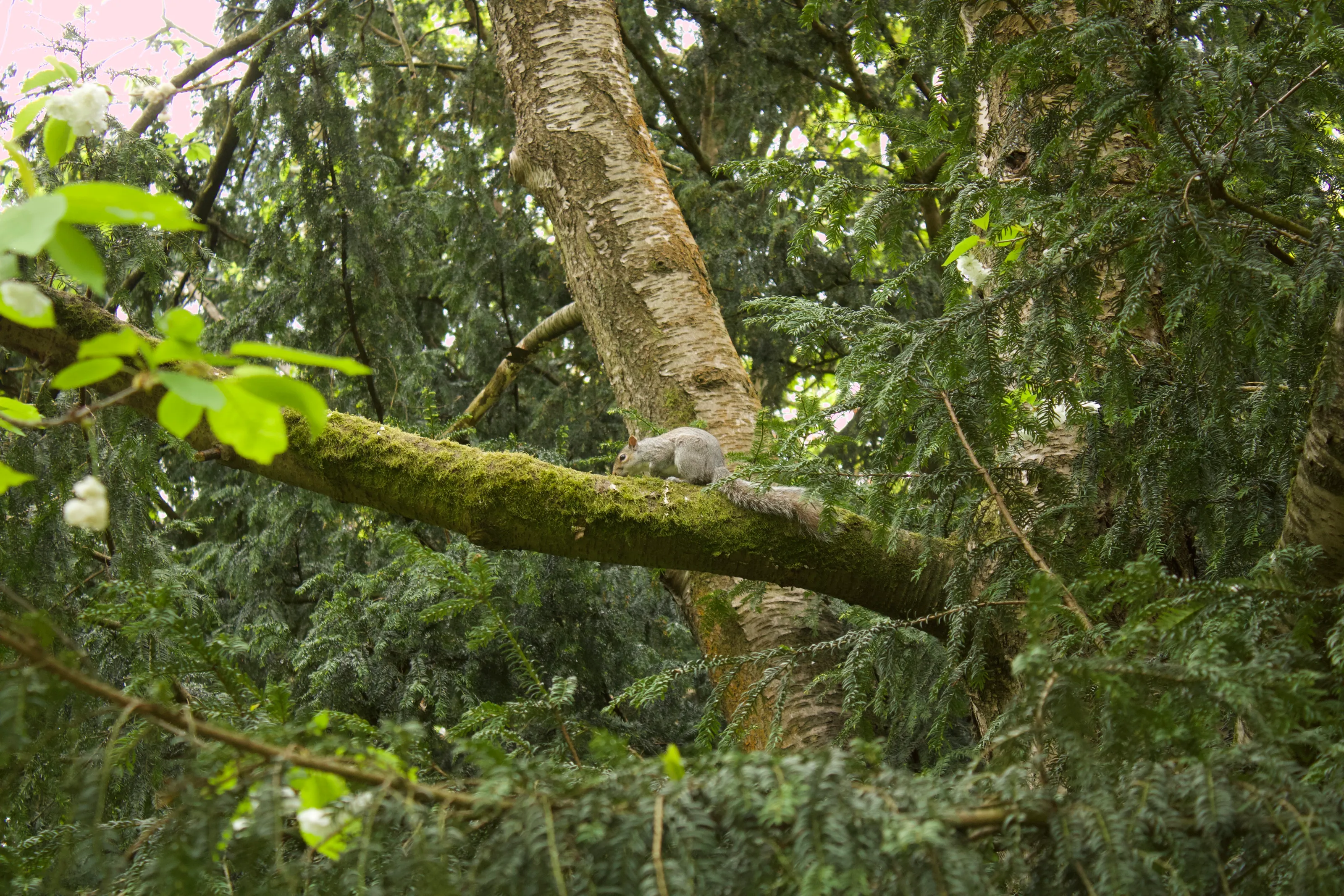 Squirrel on a tree branch