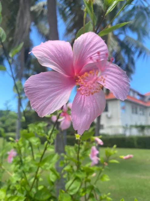 Pink hibiscus