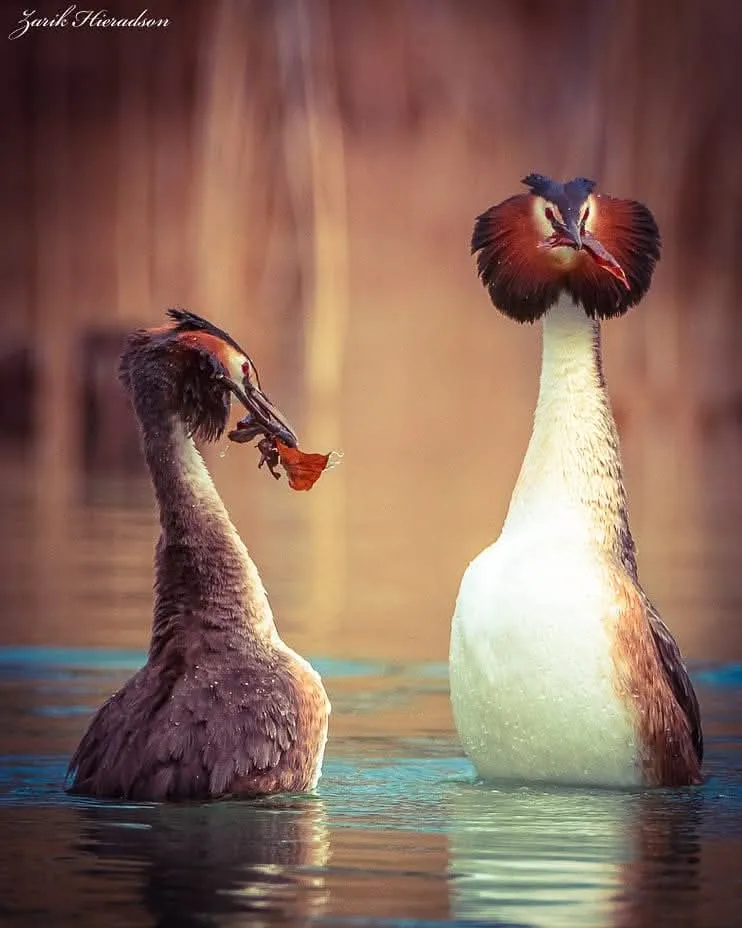 Grèbe huppé (Podiceps cristatus)
