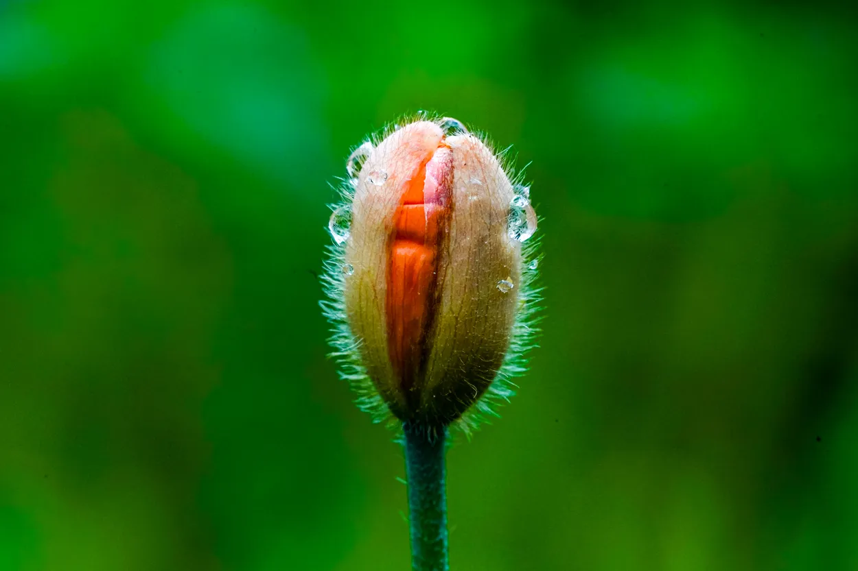 Poppy Bud and Water Drops