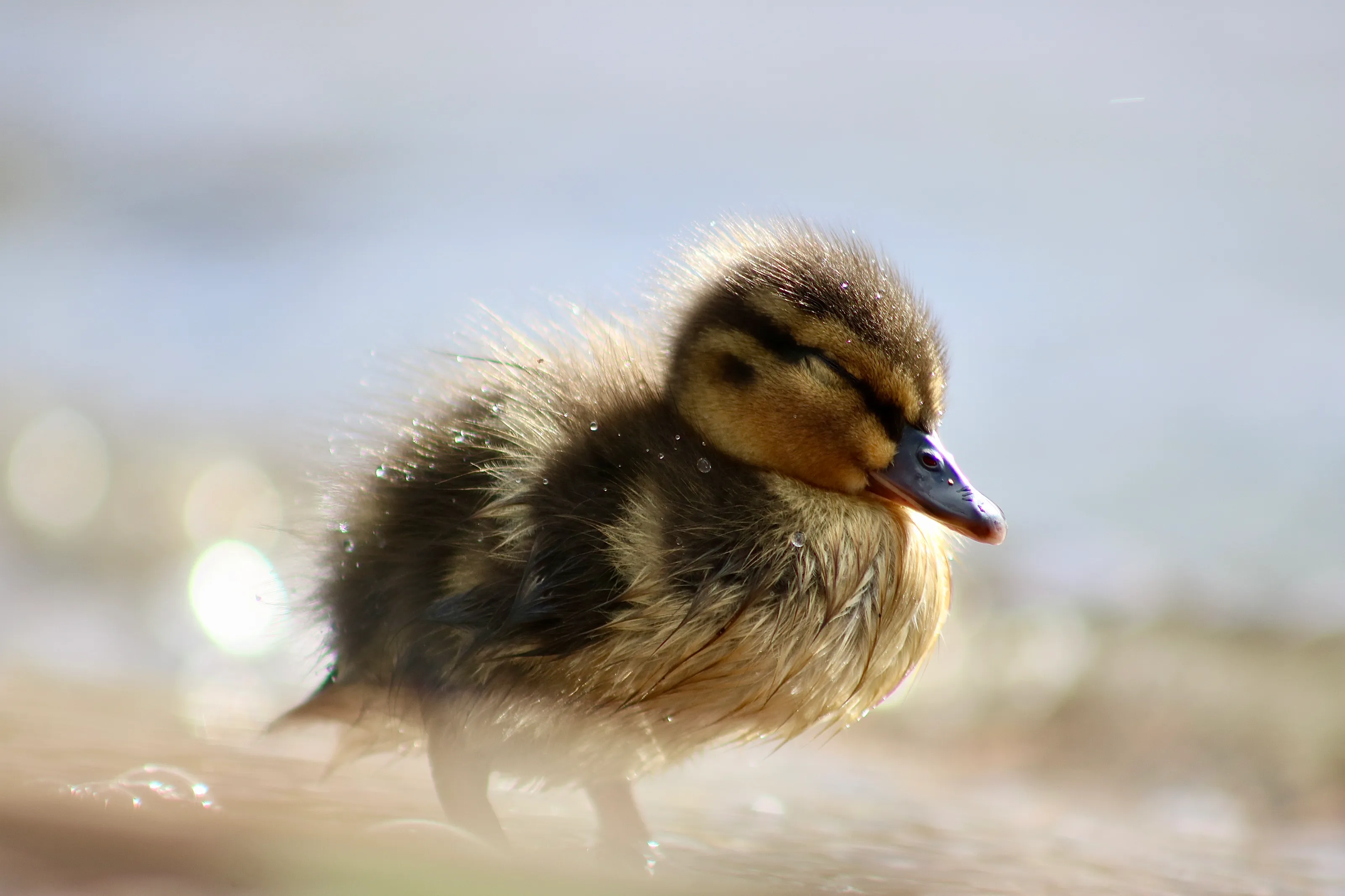 Duckling