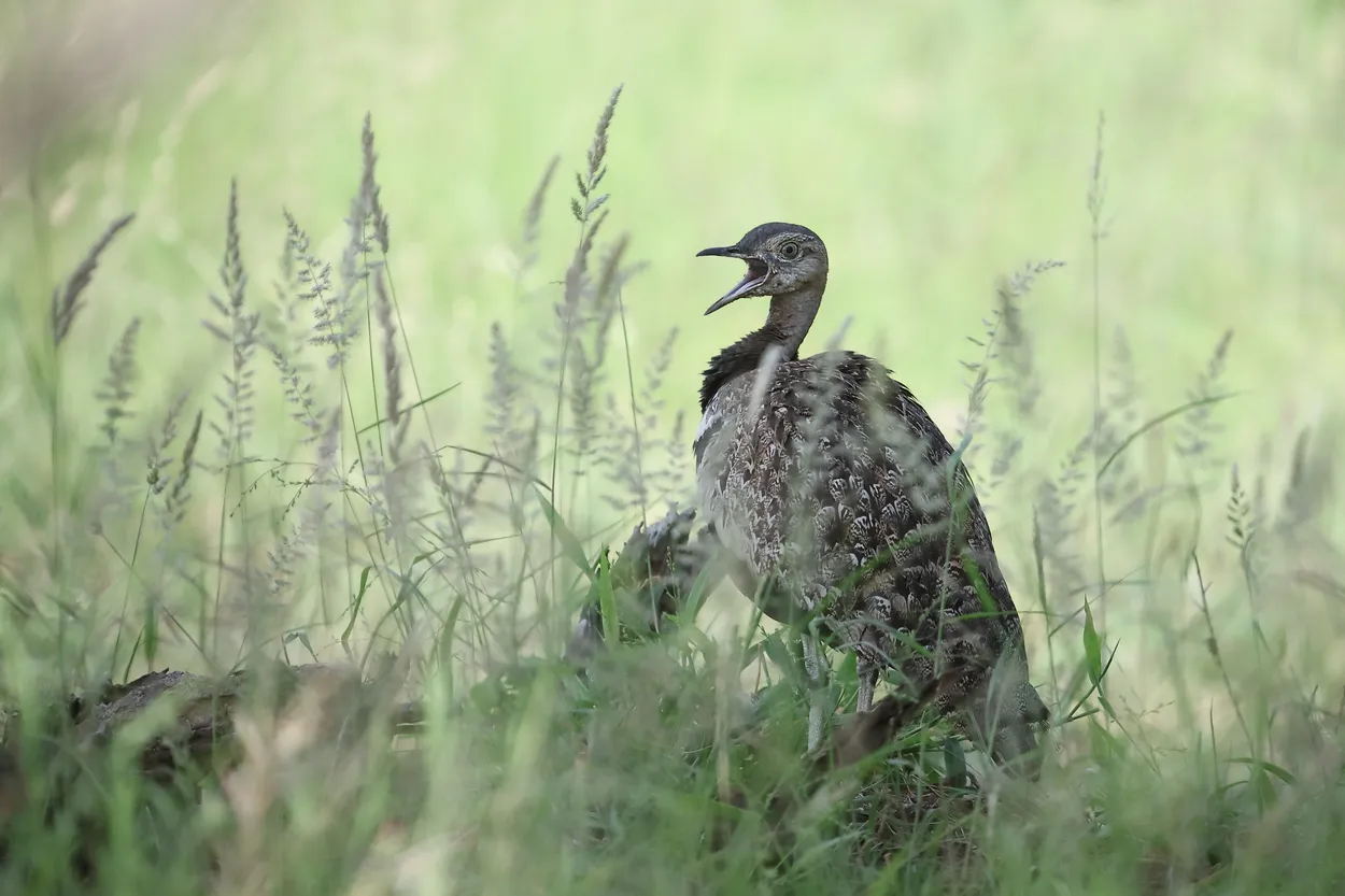 Red crested bustard singing, Kruger National Park