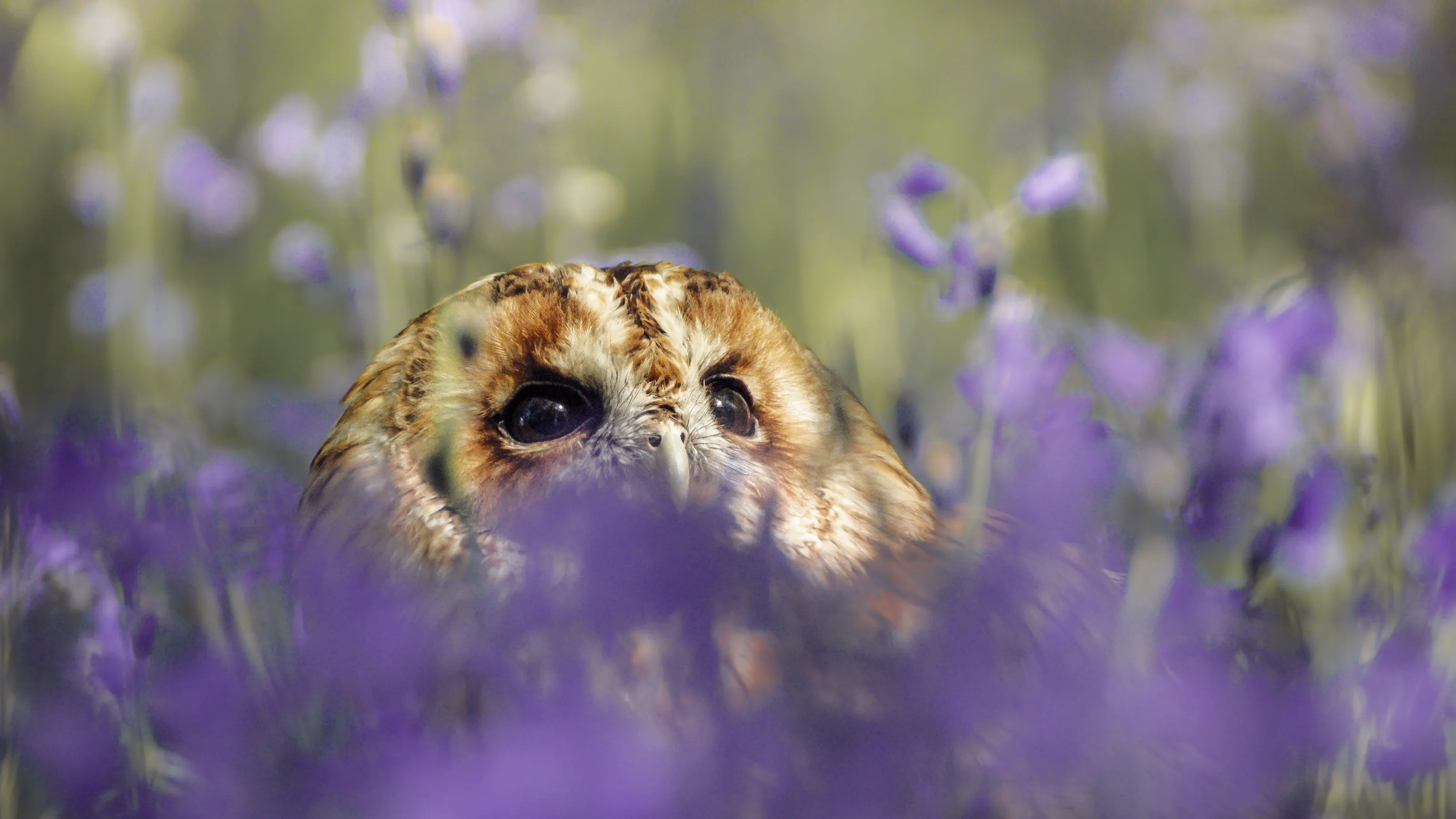 Tawny Owl