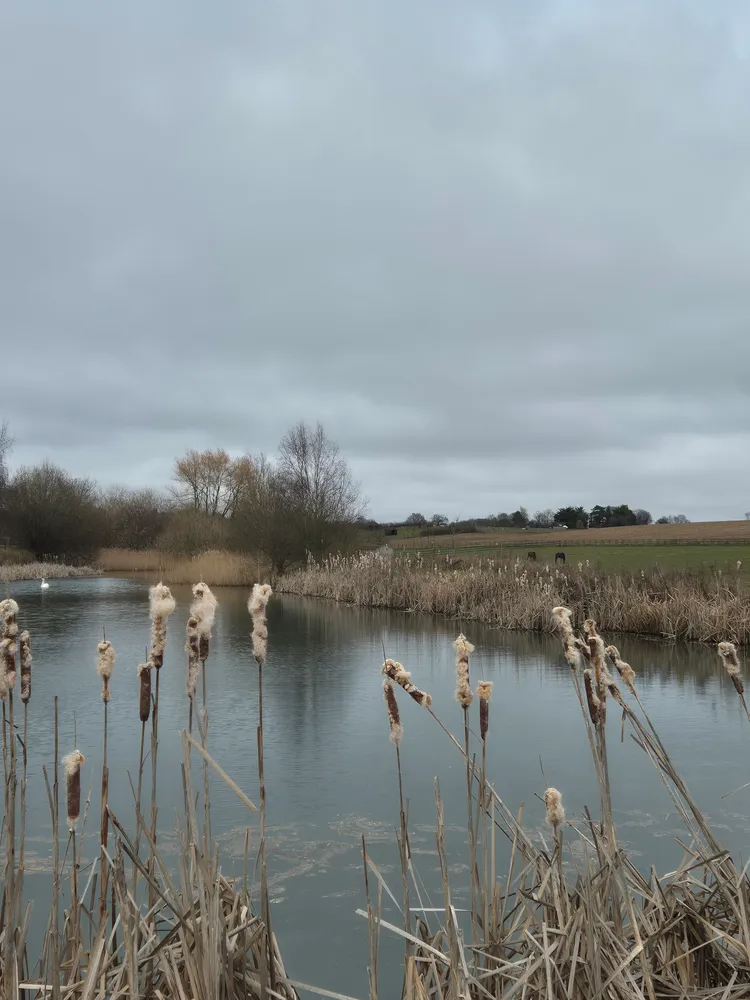 Reeds in Norfolk
