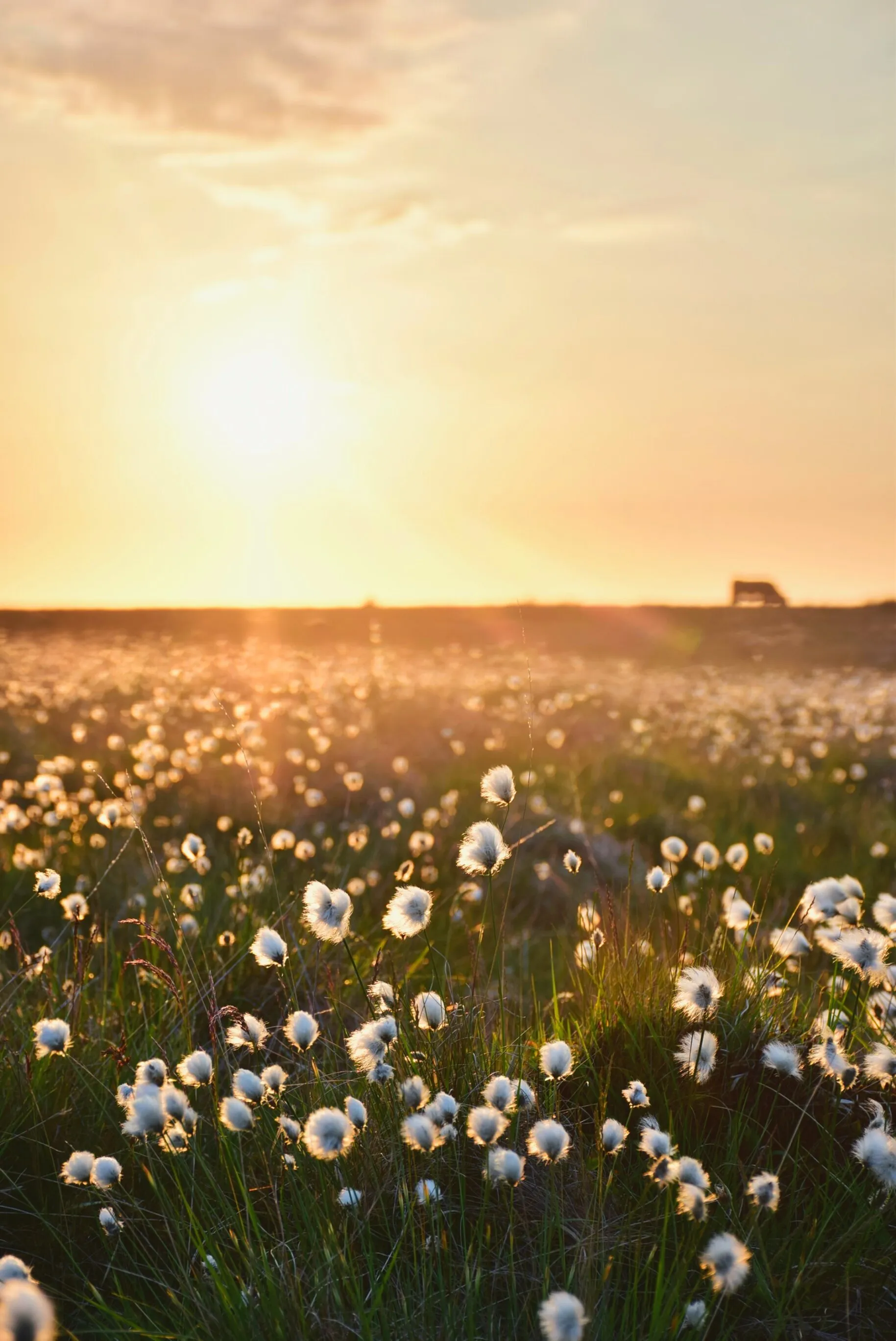 Cotton Grass
