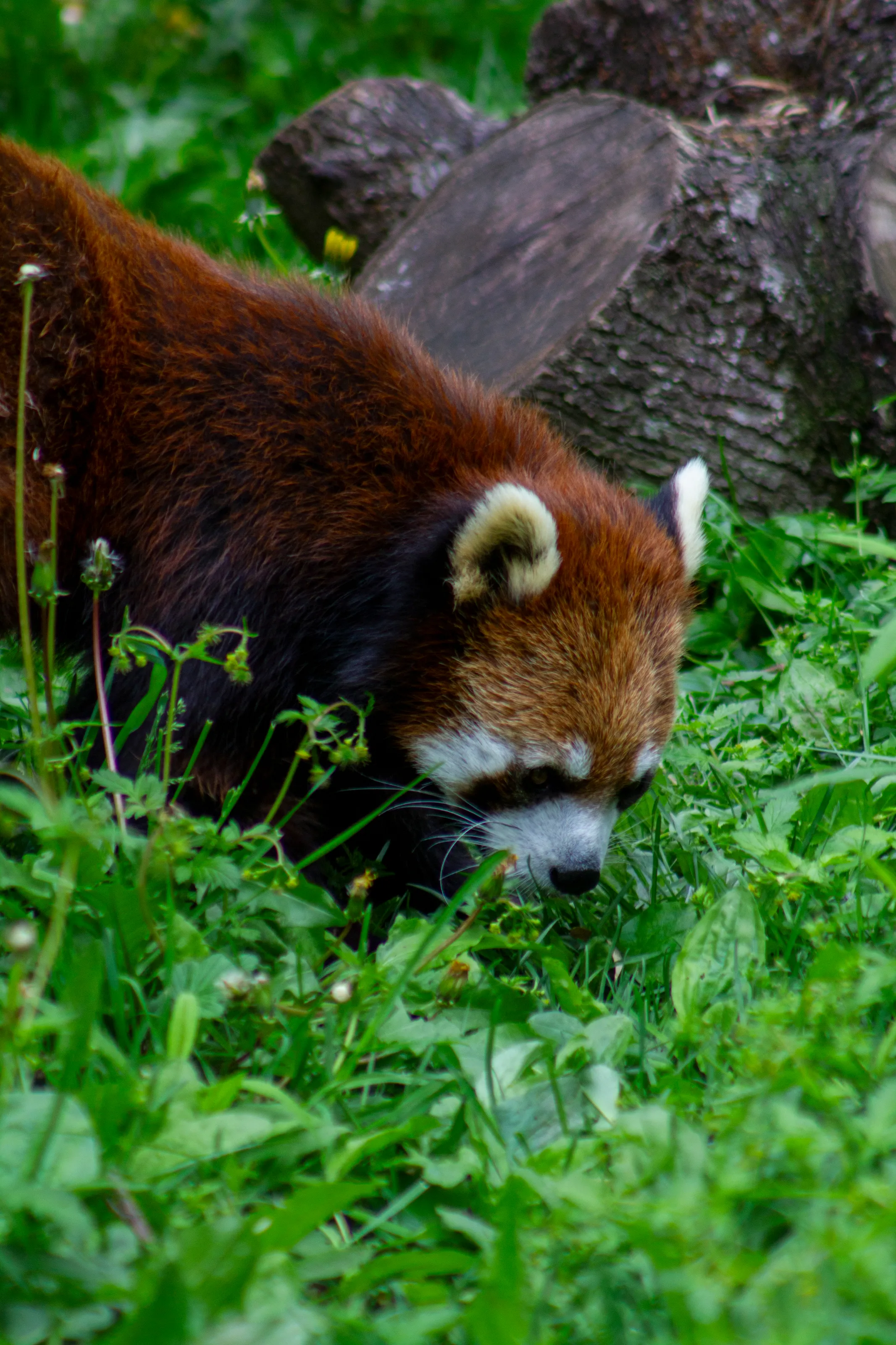 Red panda portrait