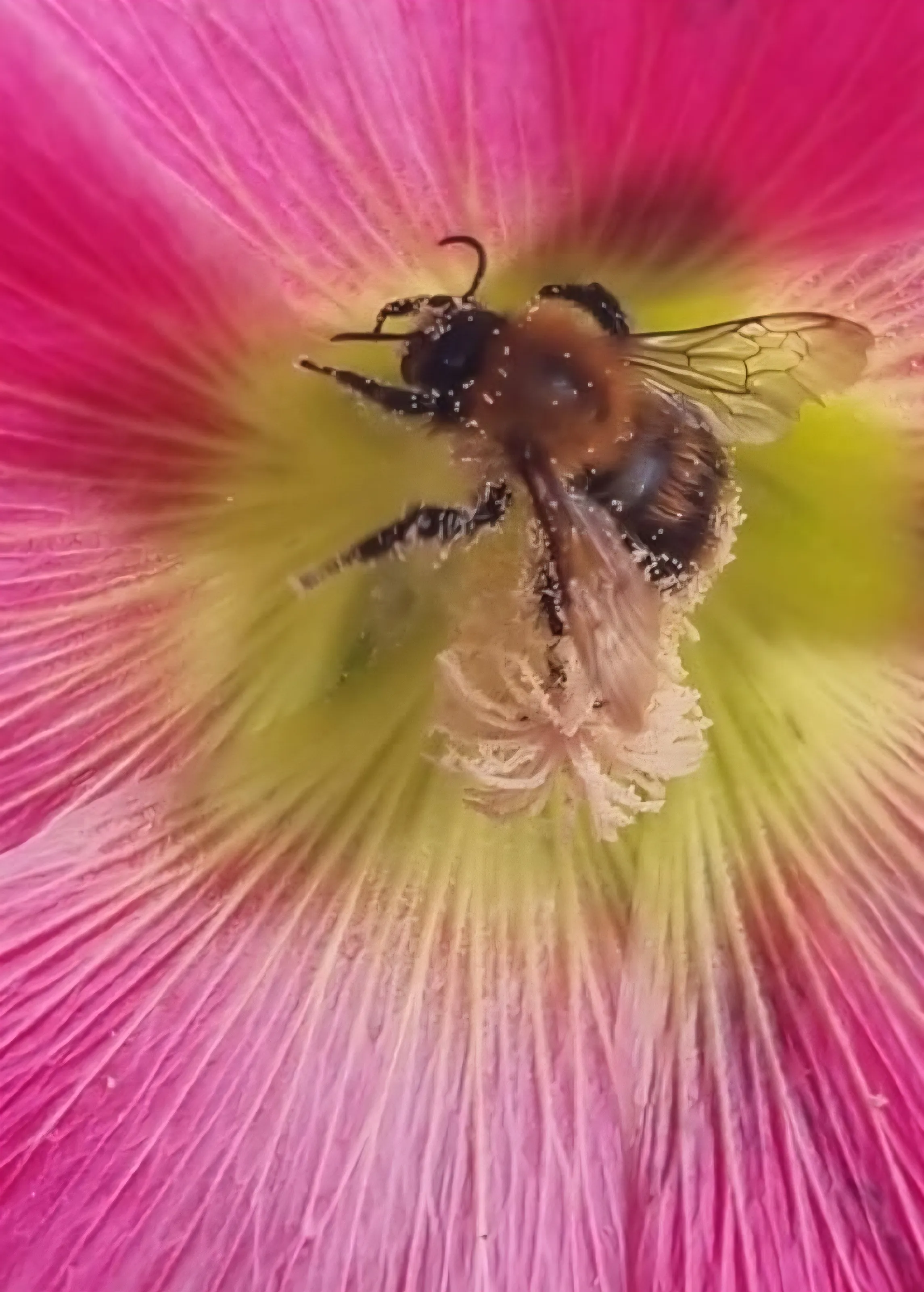 Busy Bee