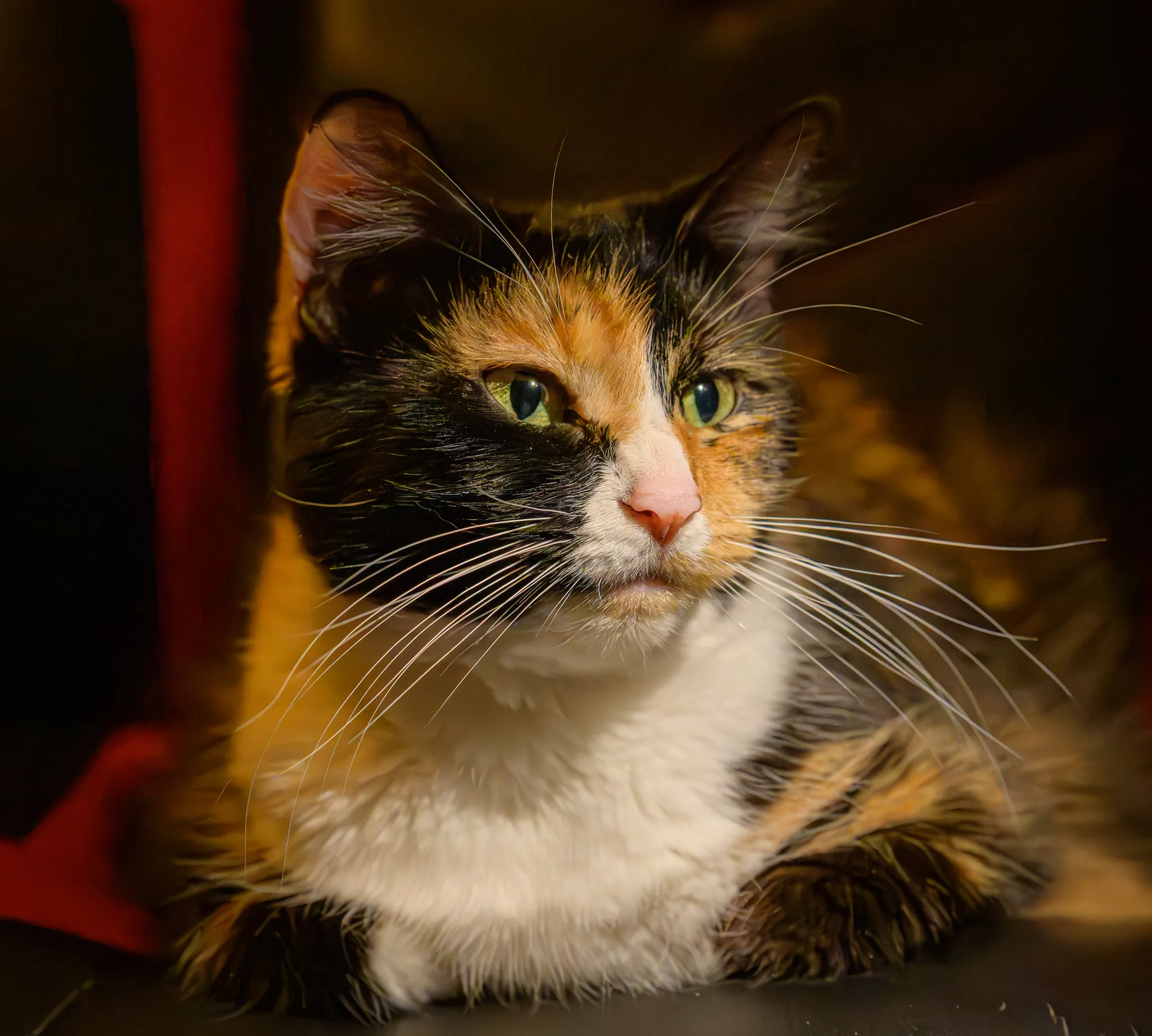 Cat