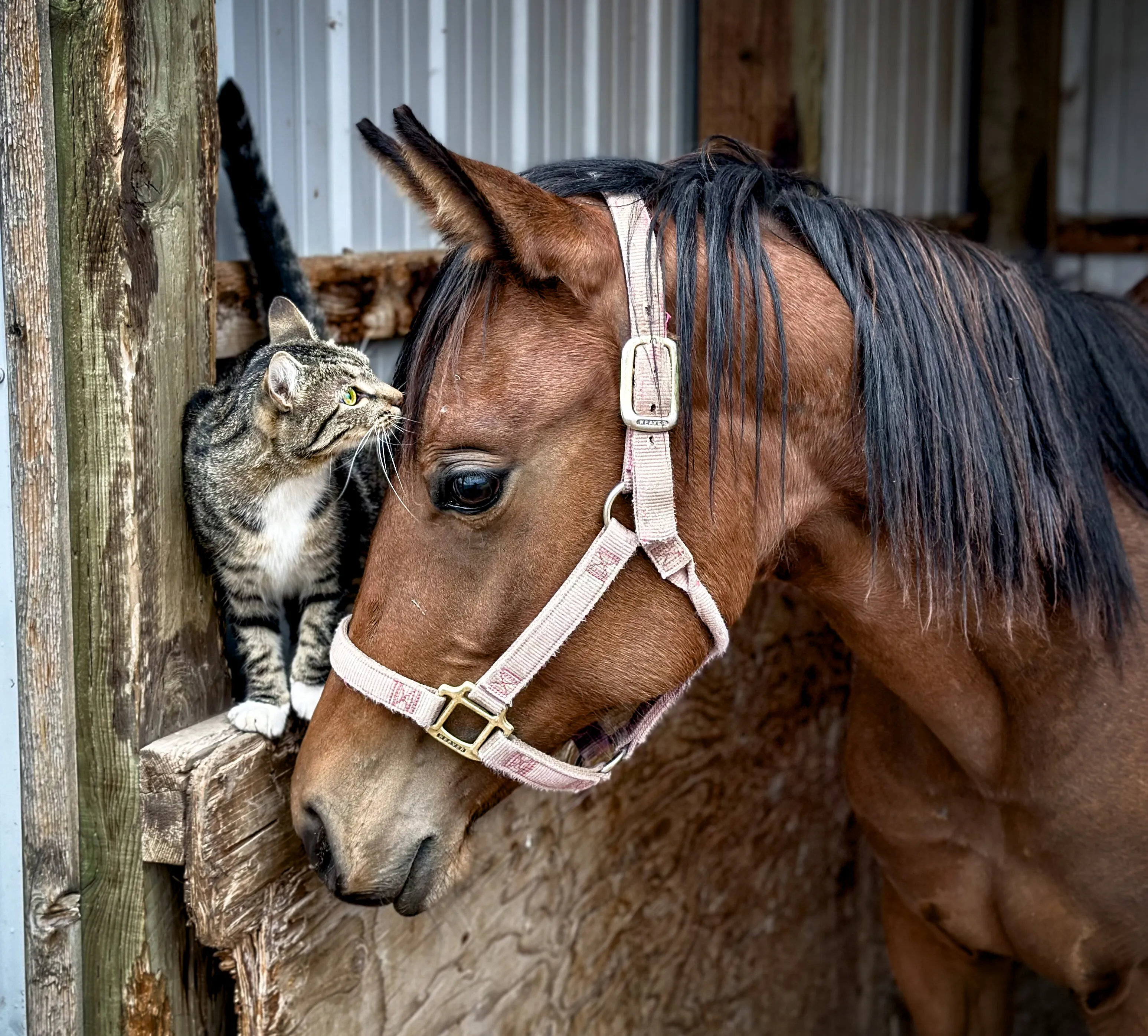 Interspecies Interactions