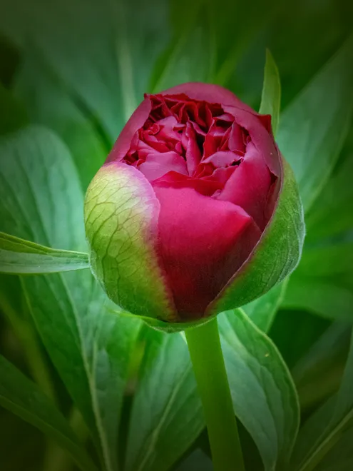 Red Peony Bud