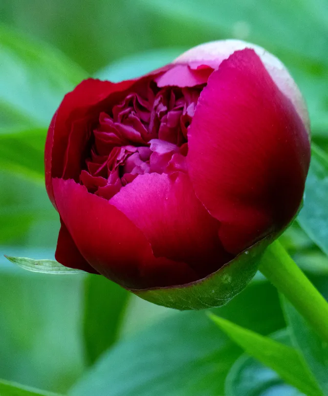 Peony in Red