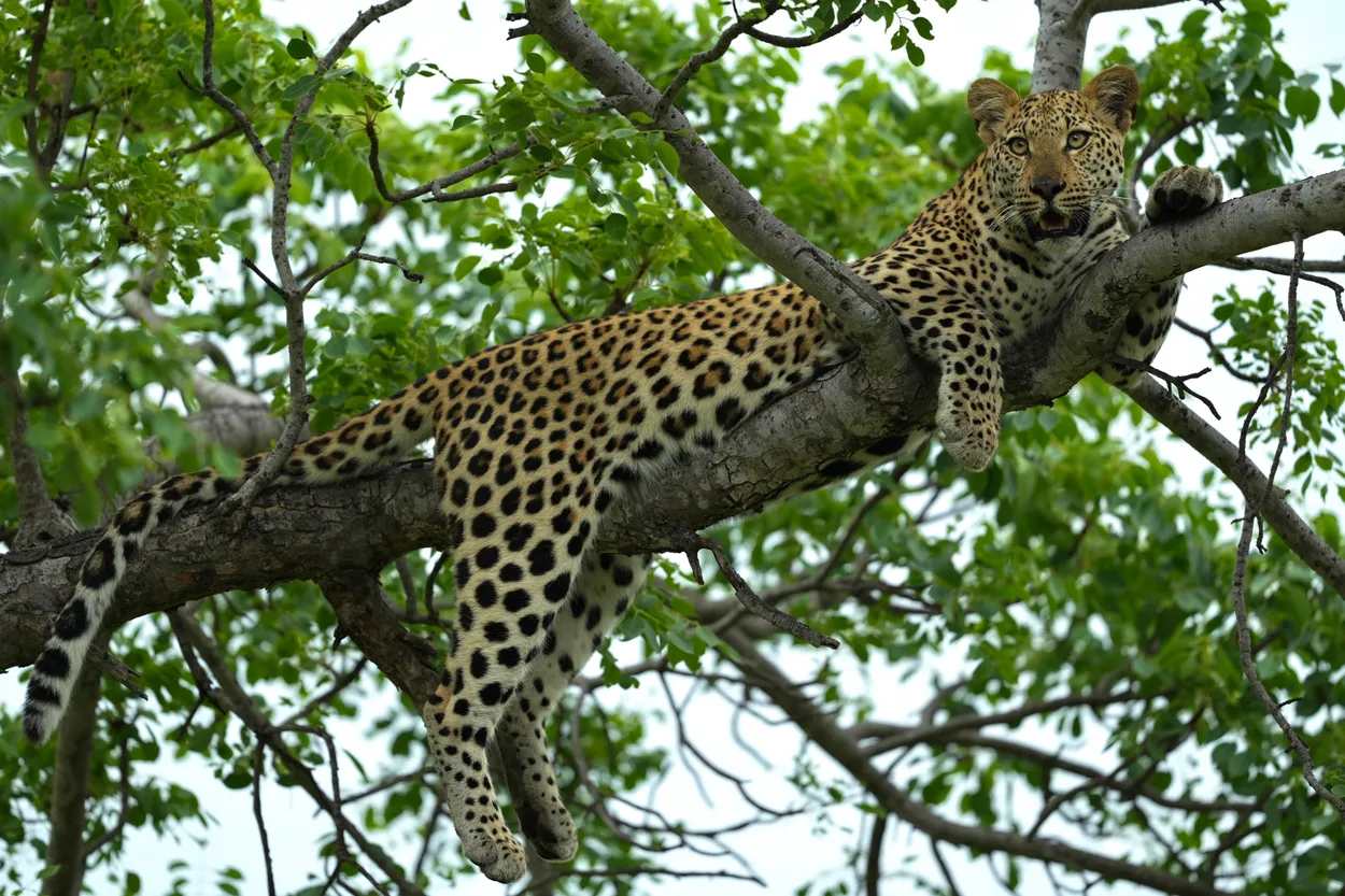 Leopard Is Keeping An Eye Out For His Friend