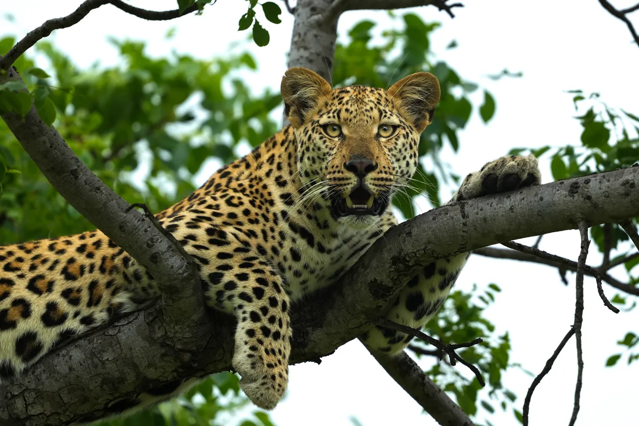 Leopard Is Keeping An Eye Out For His Friend