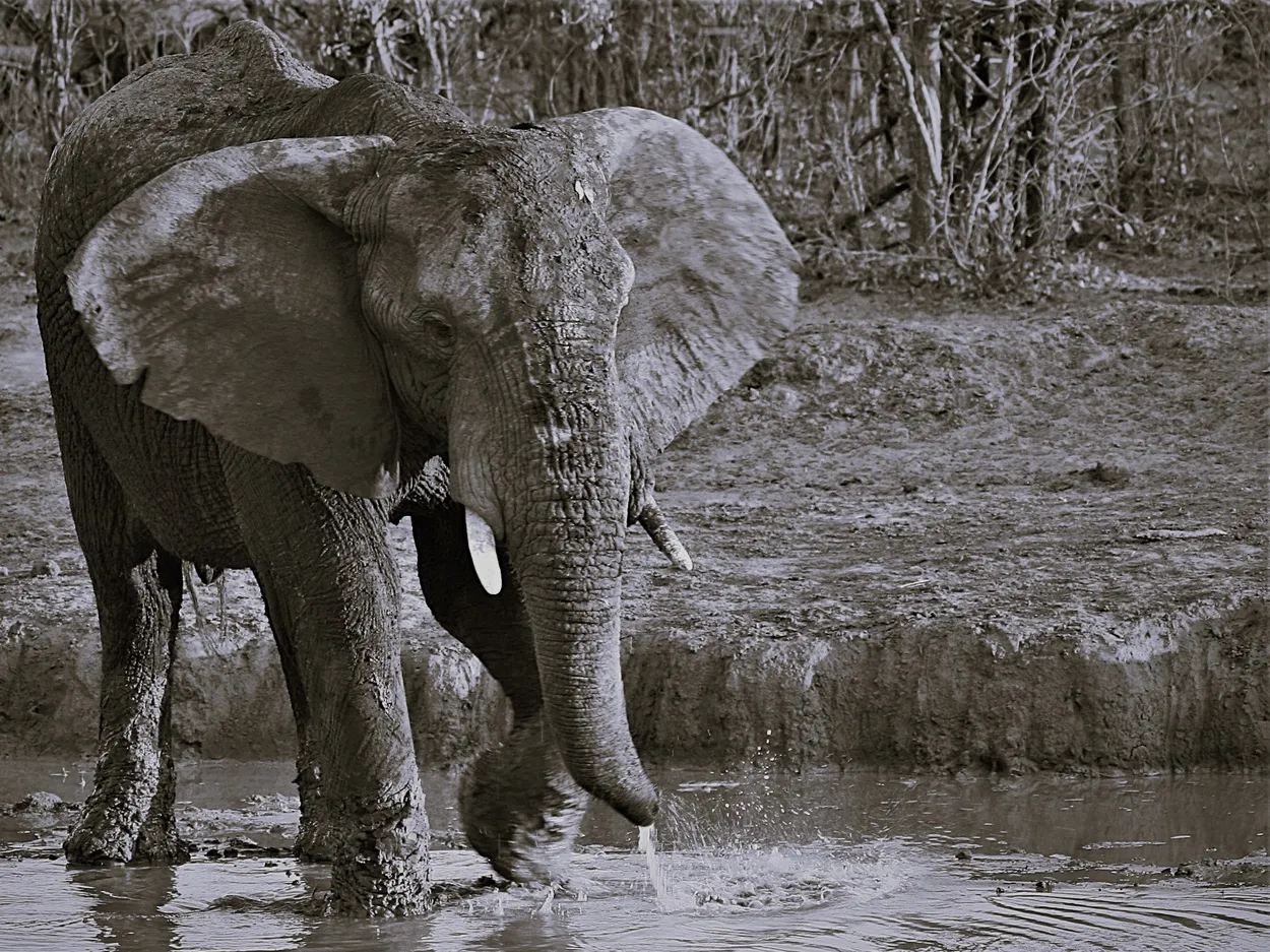 Ears to cool off