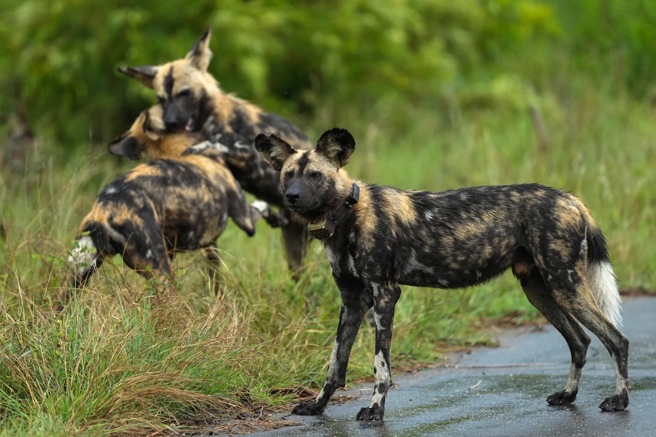 Playtime for the African Wilddogs
