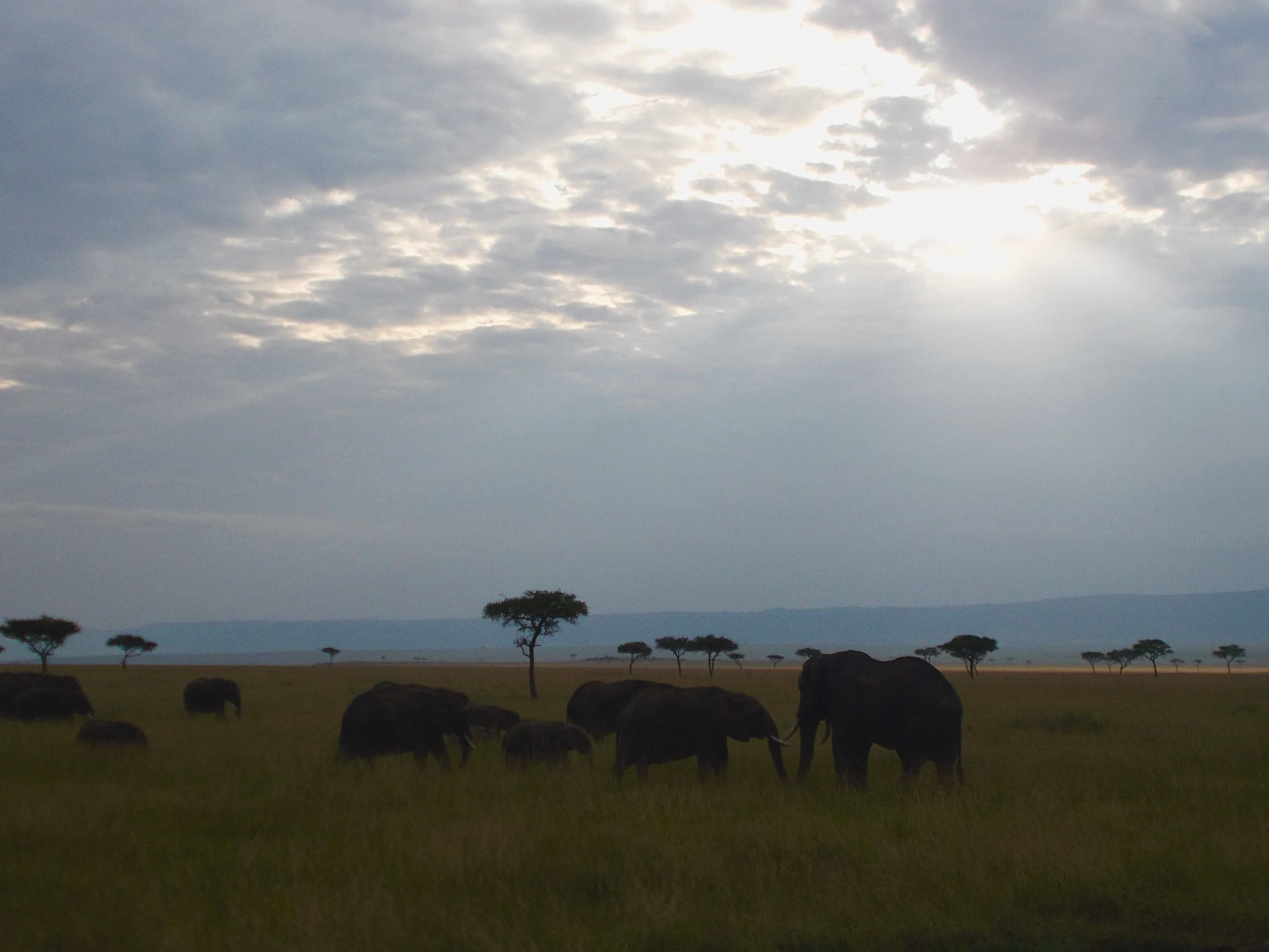 Masai Mara Landscape
