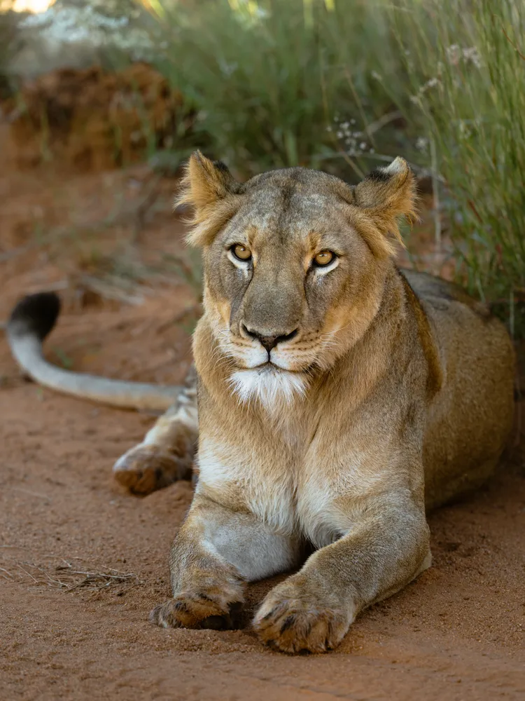 Lioness Relaxing On The Road