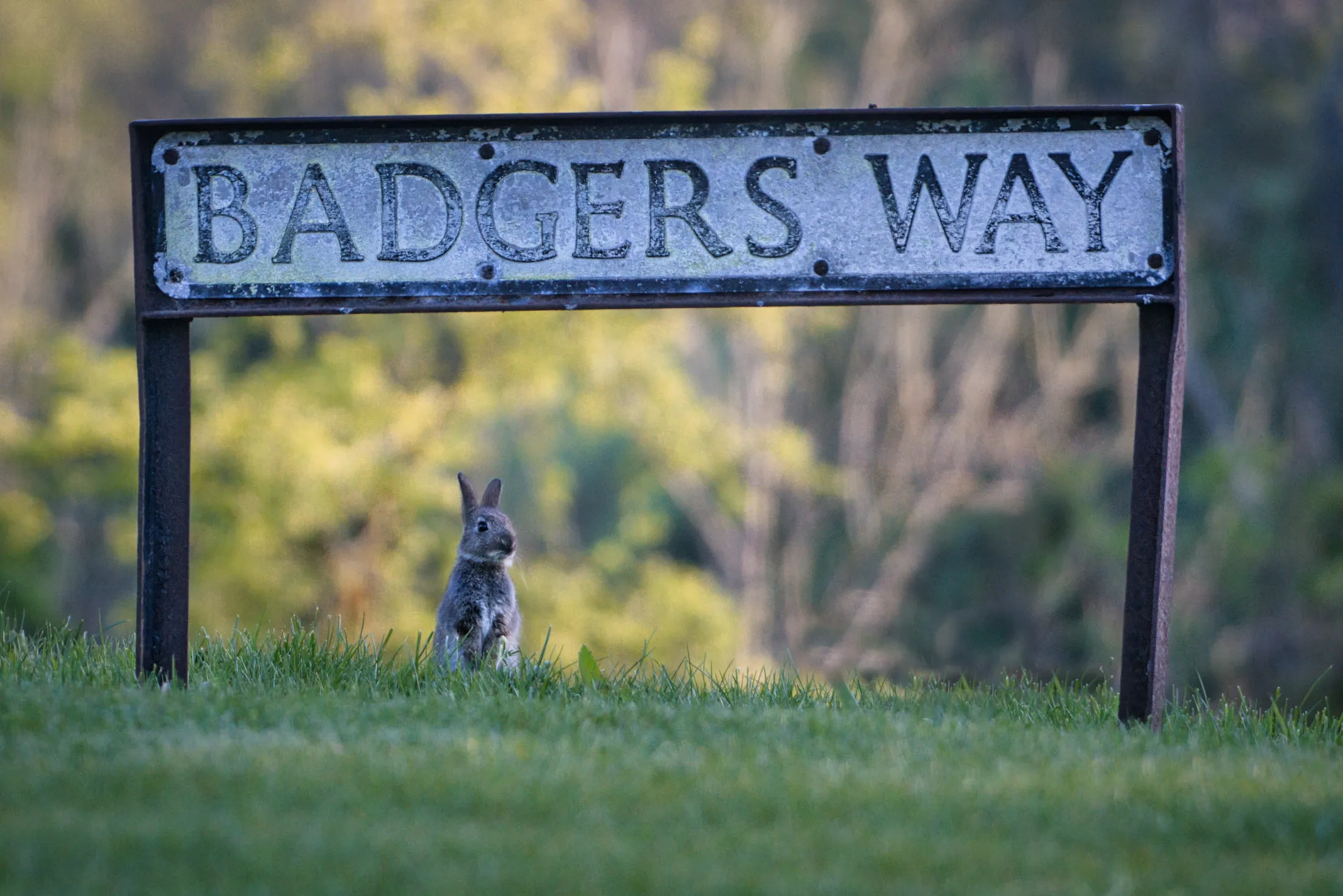 Baby Bunny on Badger's Way