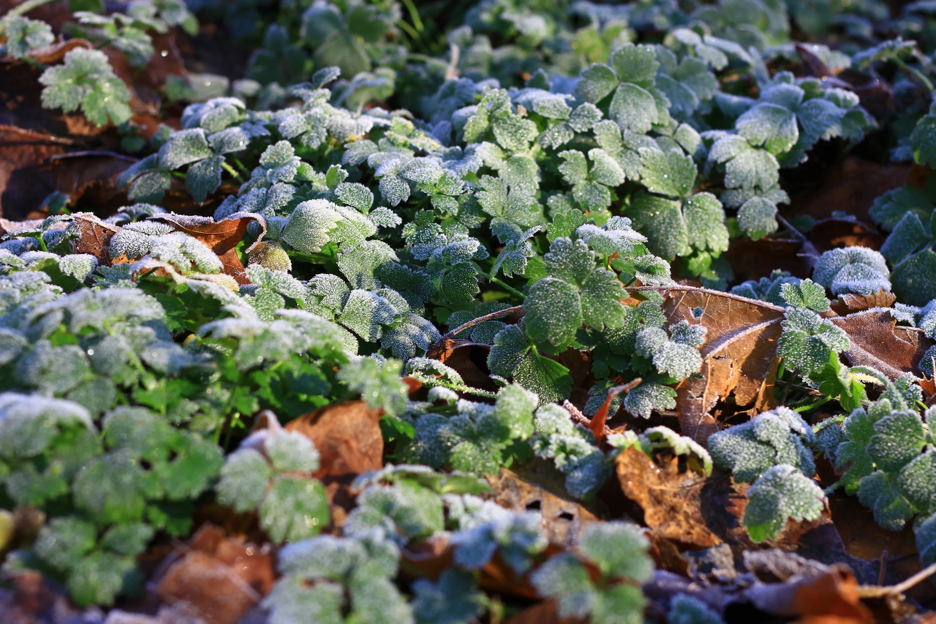 Winter's First Breath